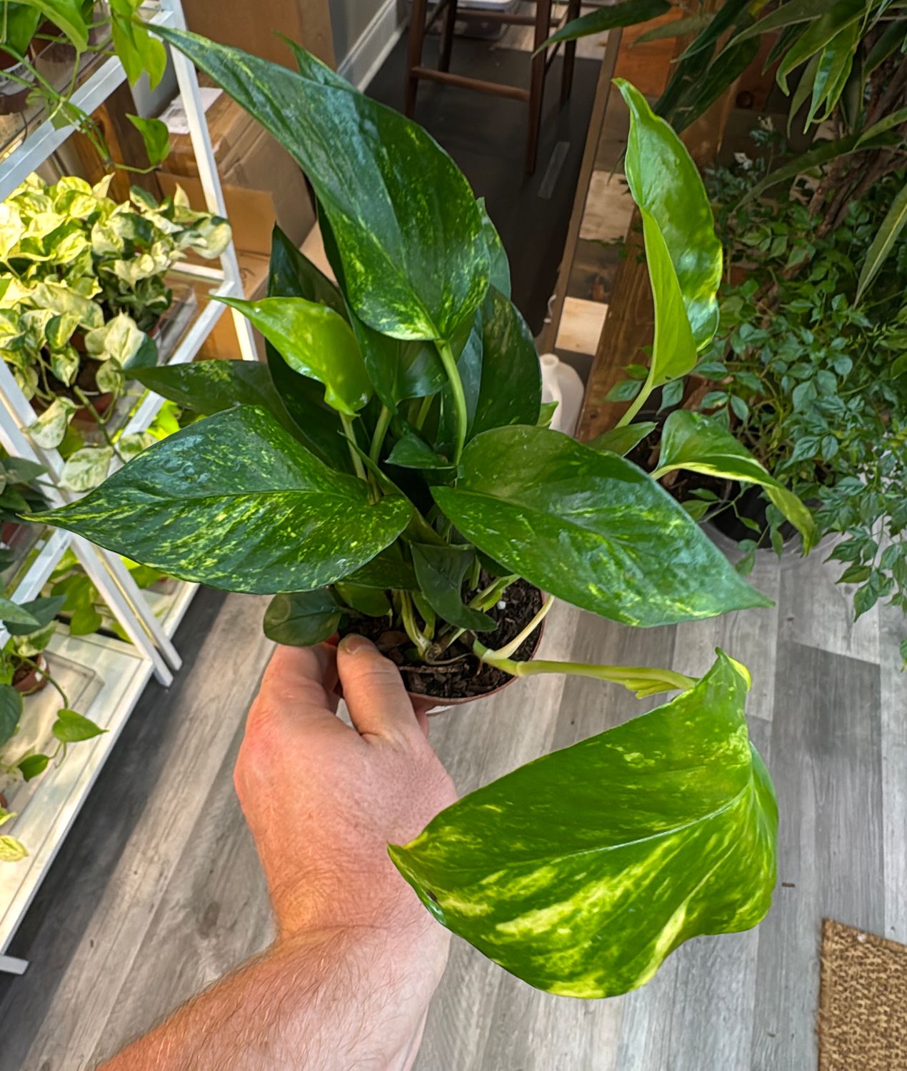 4" Golden Pothos