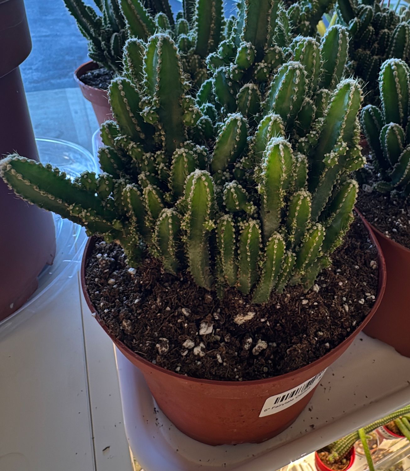 6" Fairytale Cactus