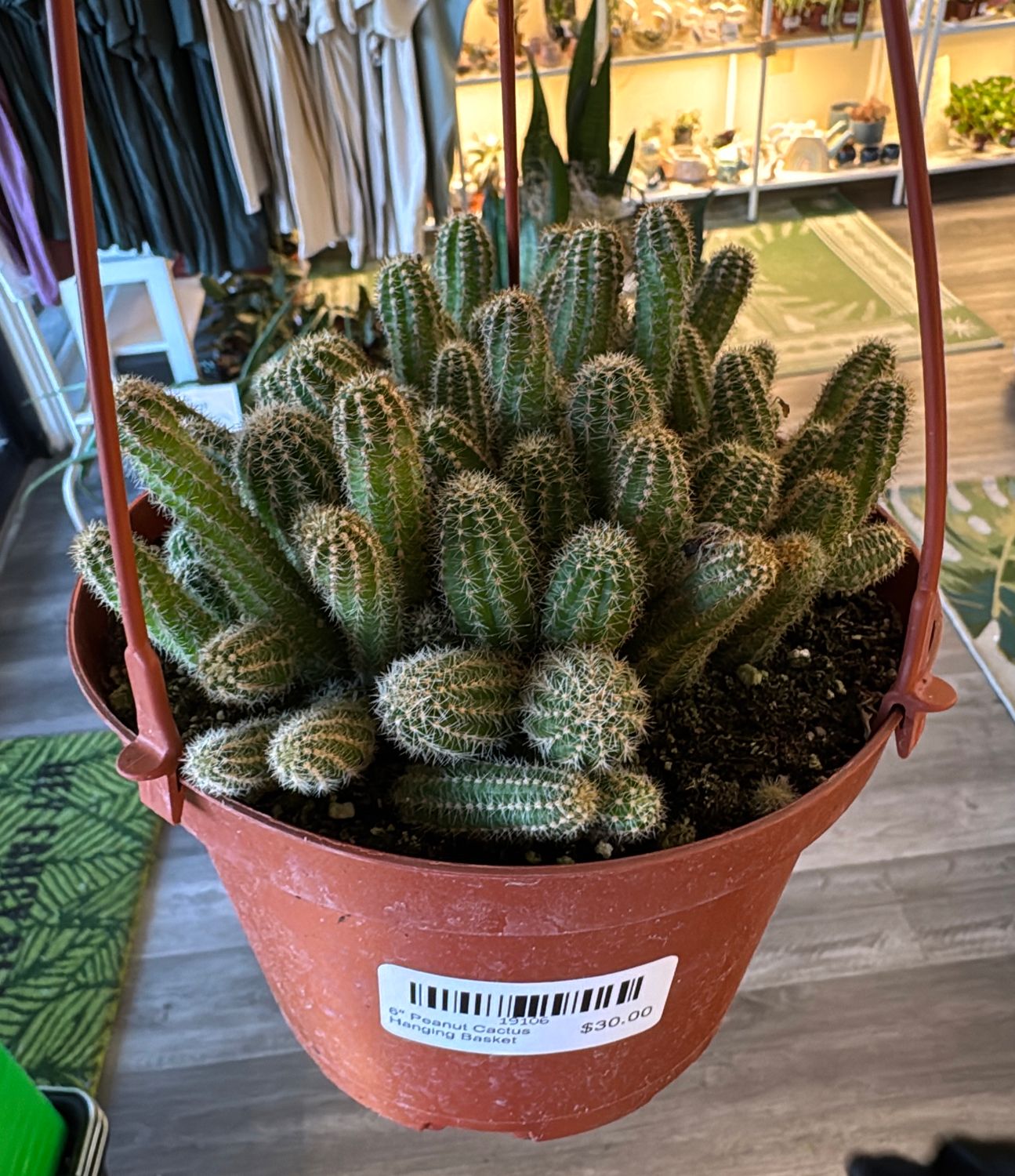6" Peanut Cactus Hanging Basket