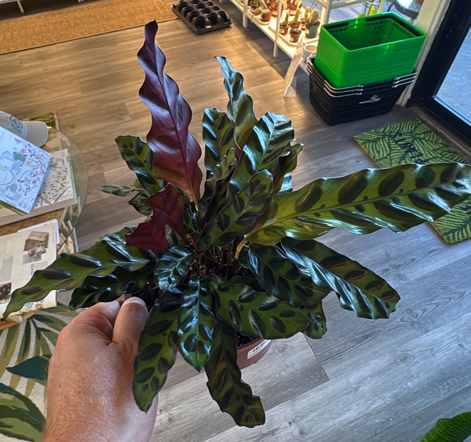 6" Calathea Lancifolia (Rattlesnake)