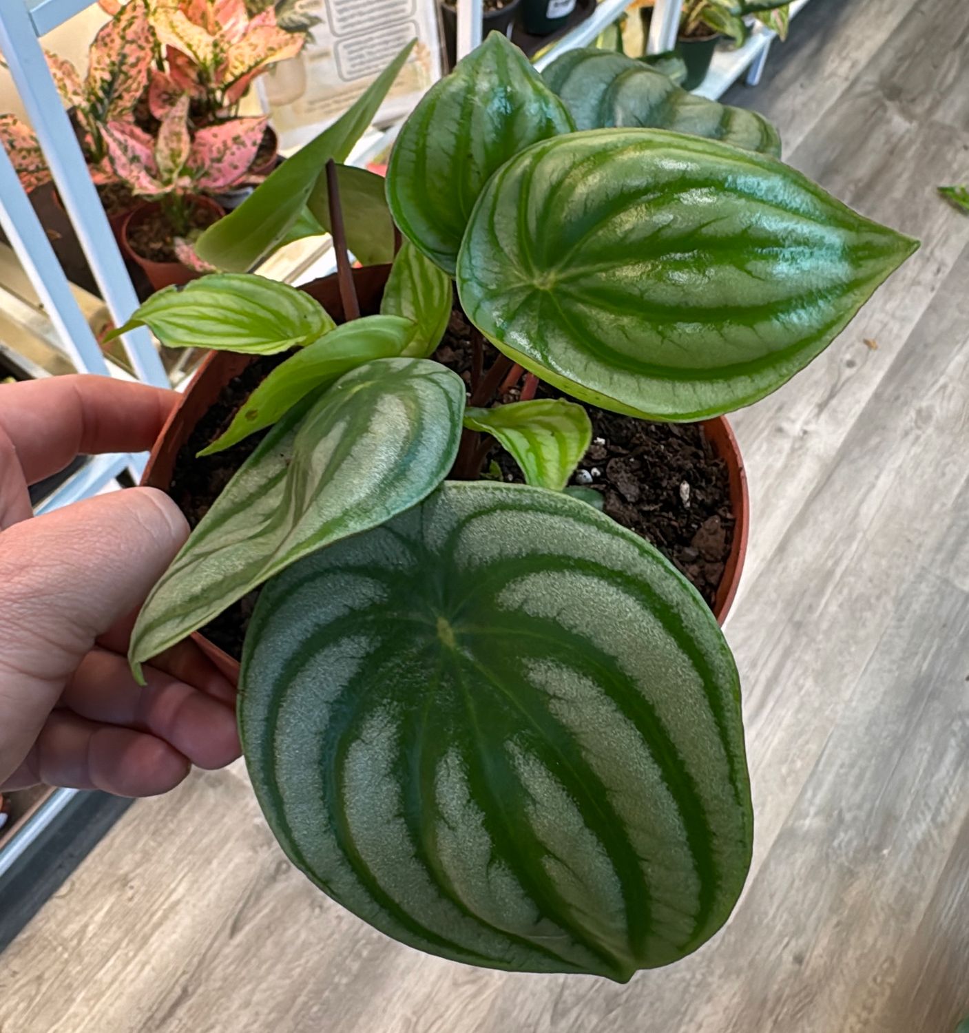 6" Peperomia Watermelon