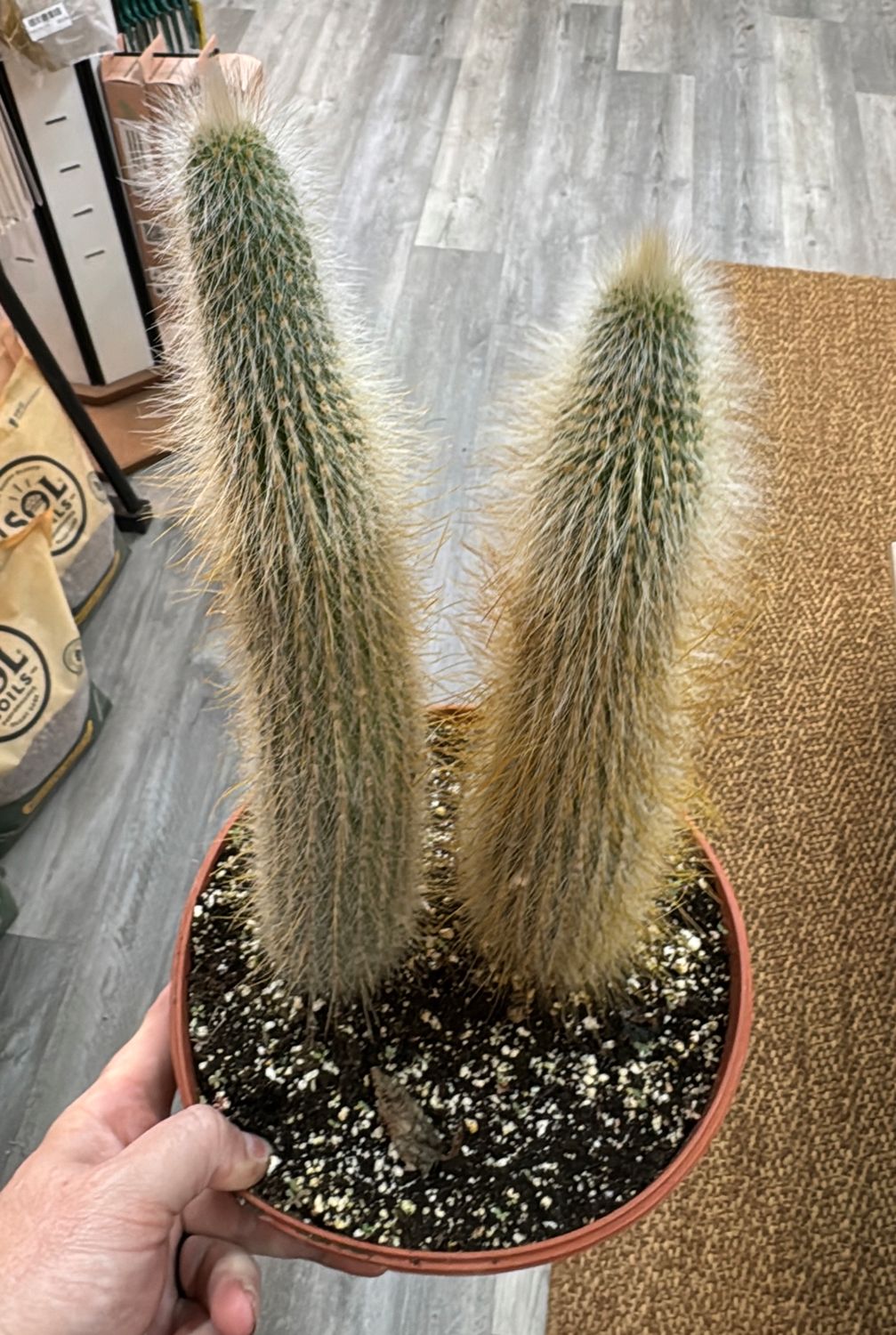 8" Silver Torch Cactus