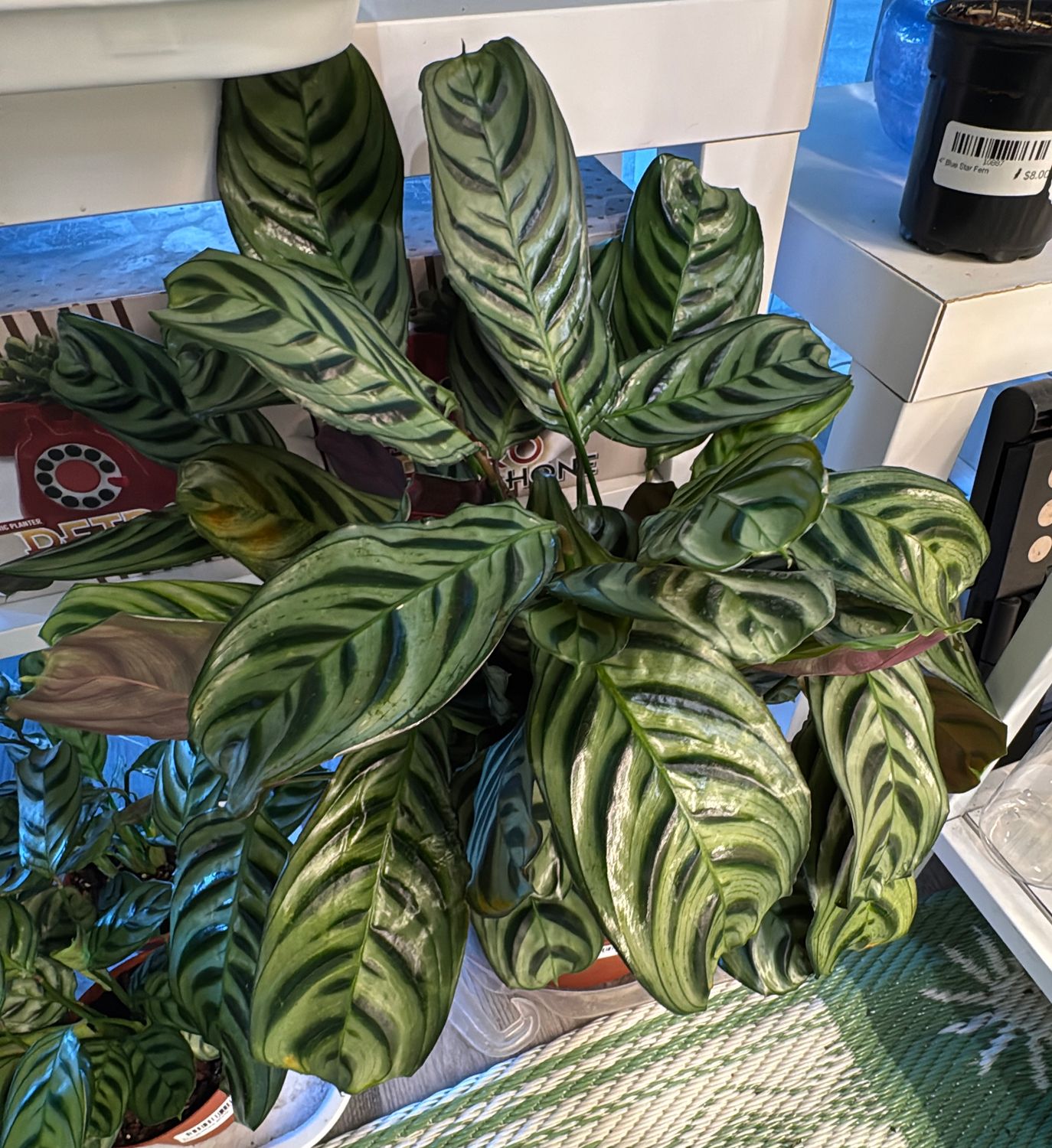 8" Calathea Burle Marxii