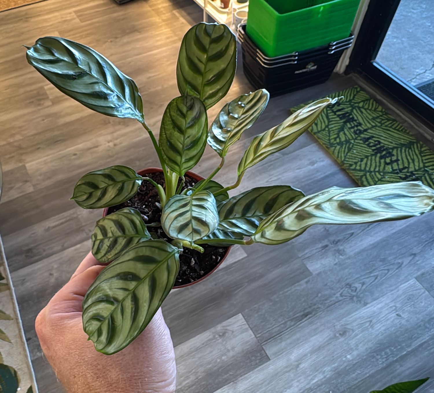 4" Calathea Burle Marxii