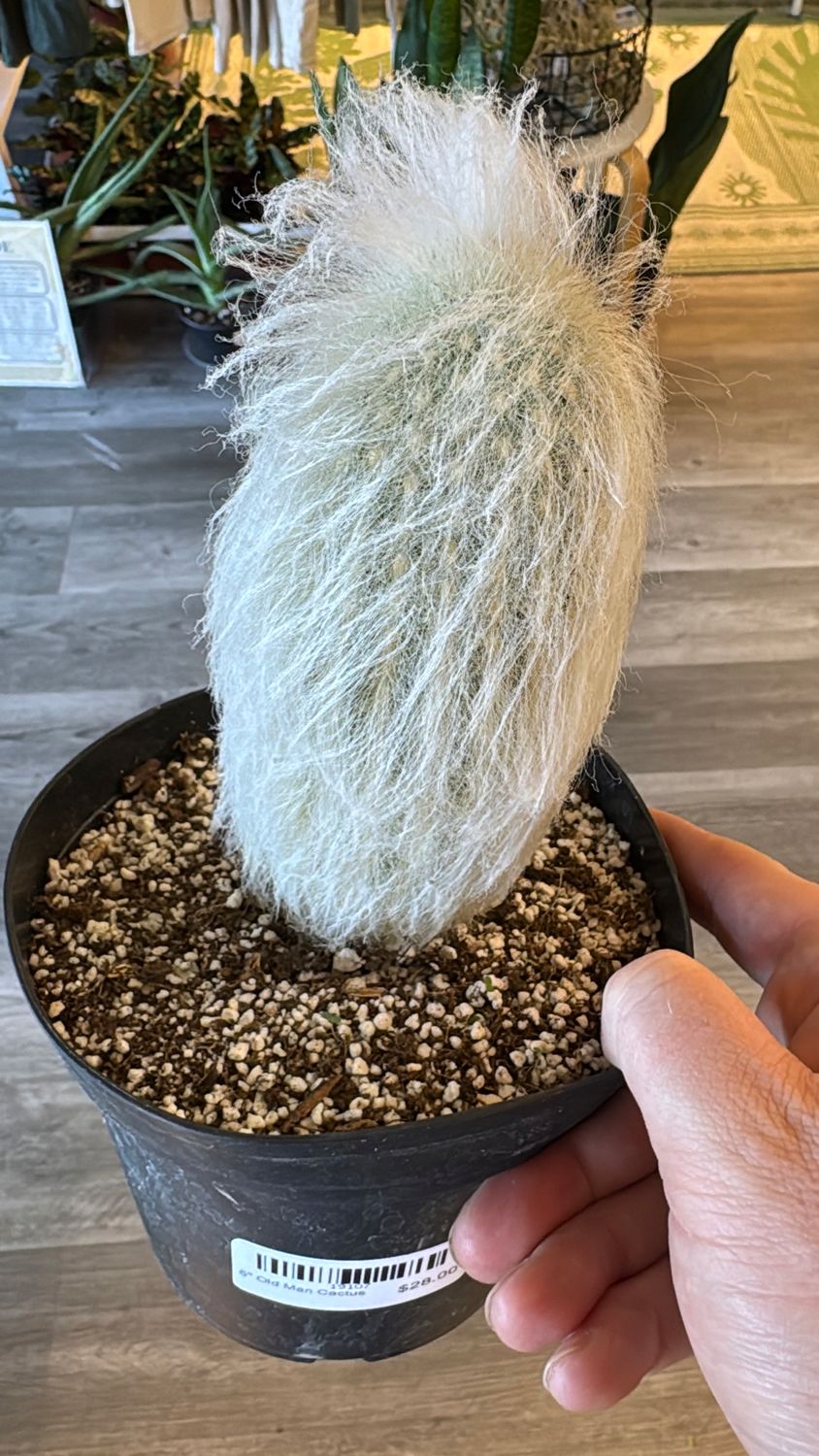 6" Old Man Cactus