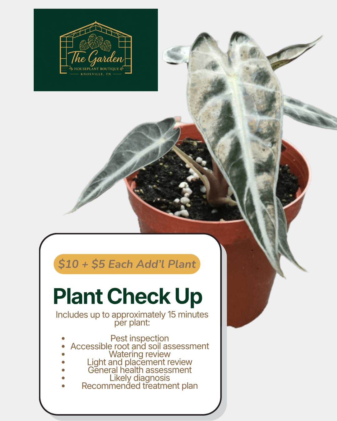 Plant Check Up Appointment - Additional Plants - $5 Each