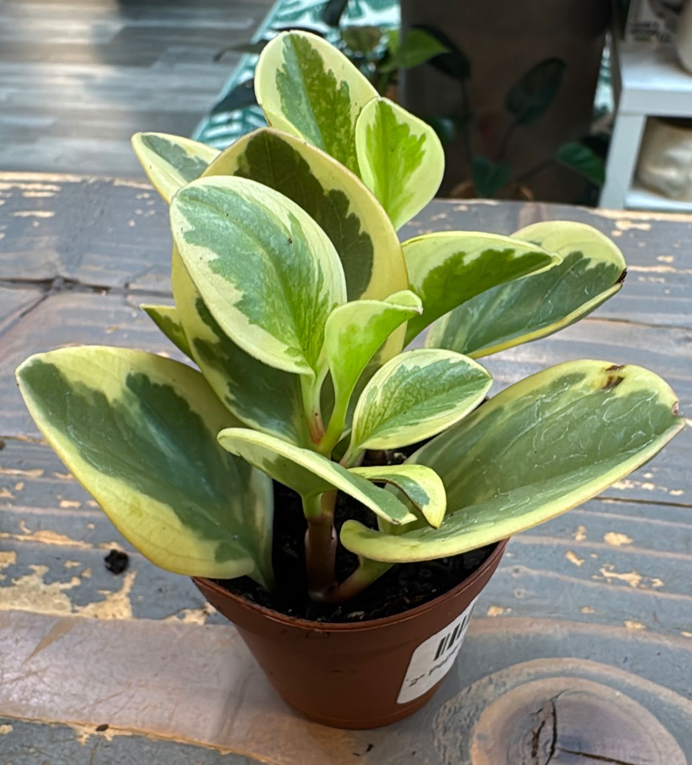 2" Peperomia Obtipan