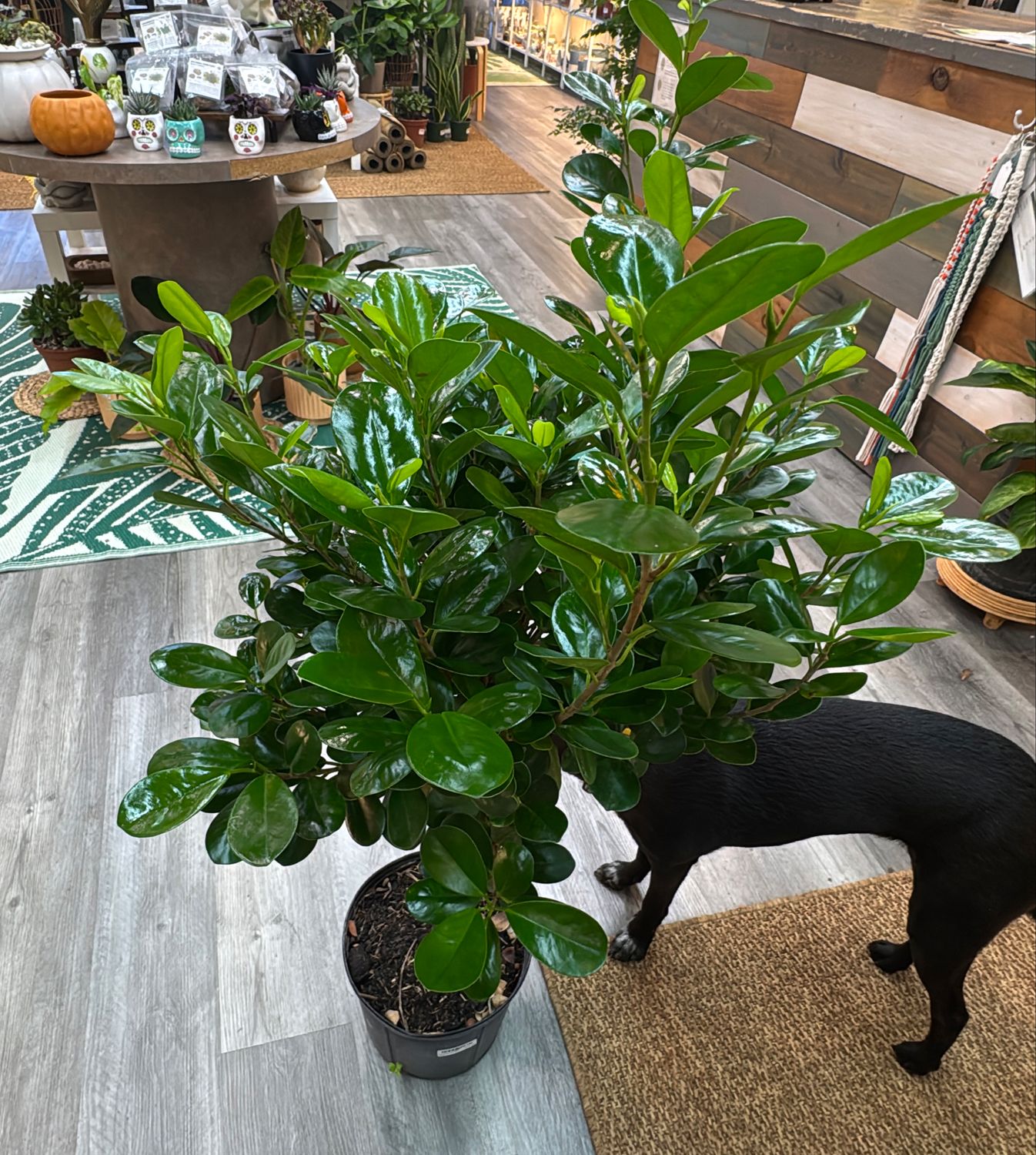 10" Ficus Daniella Braid
