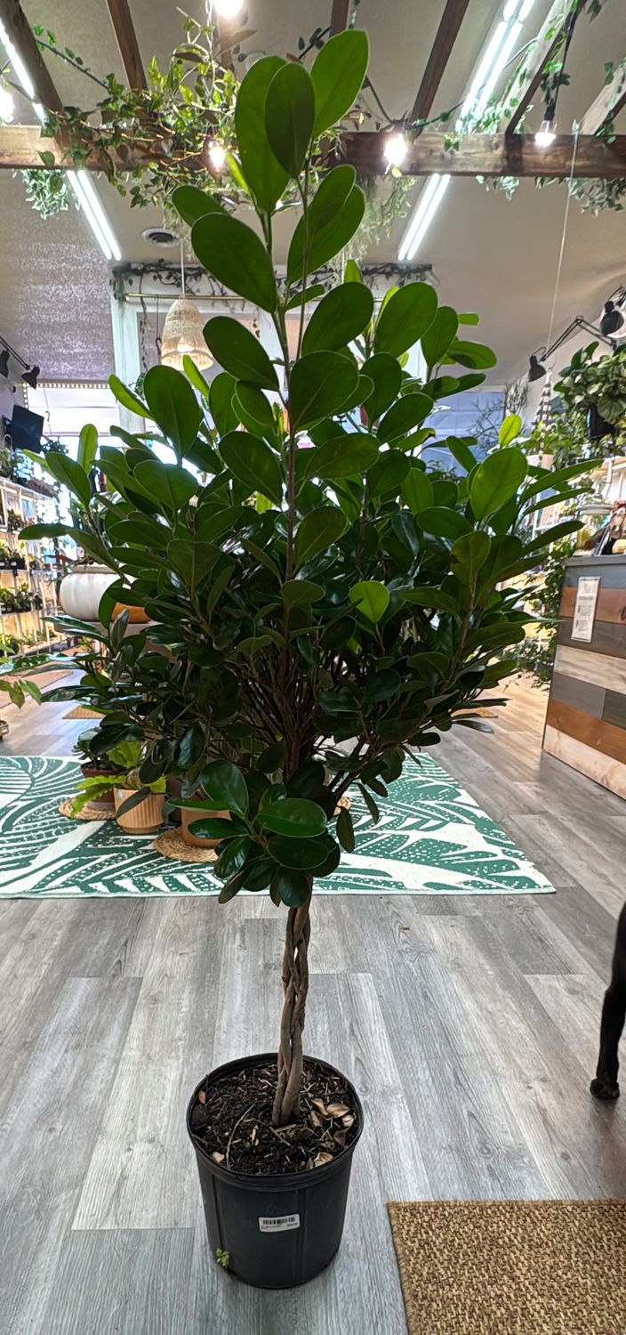 10" Ficus Daniella Braid