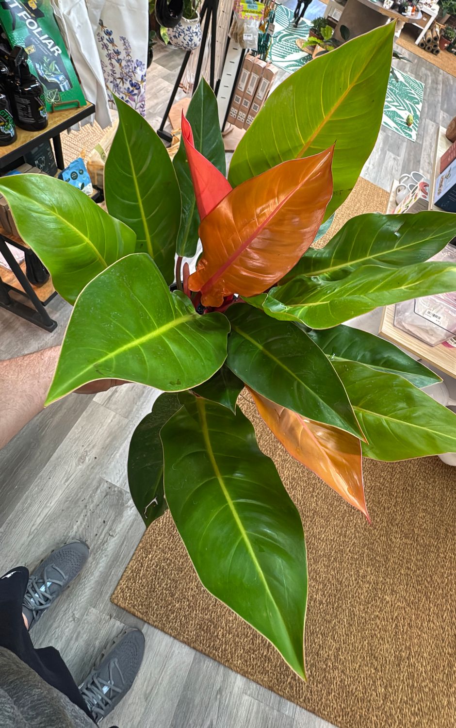 8"Philodendron Prince of Orange