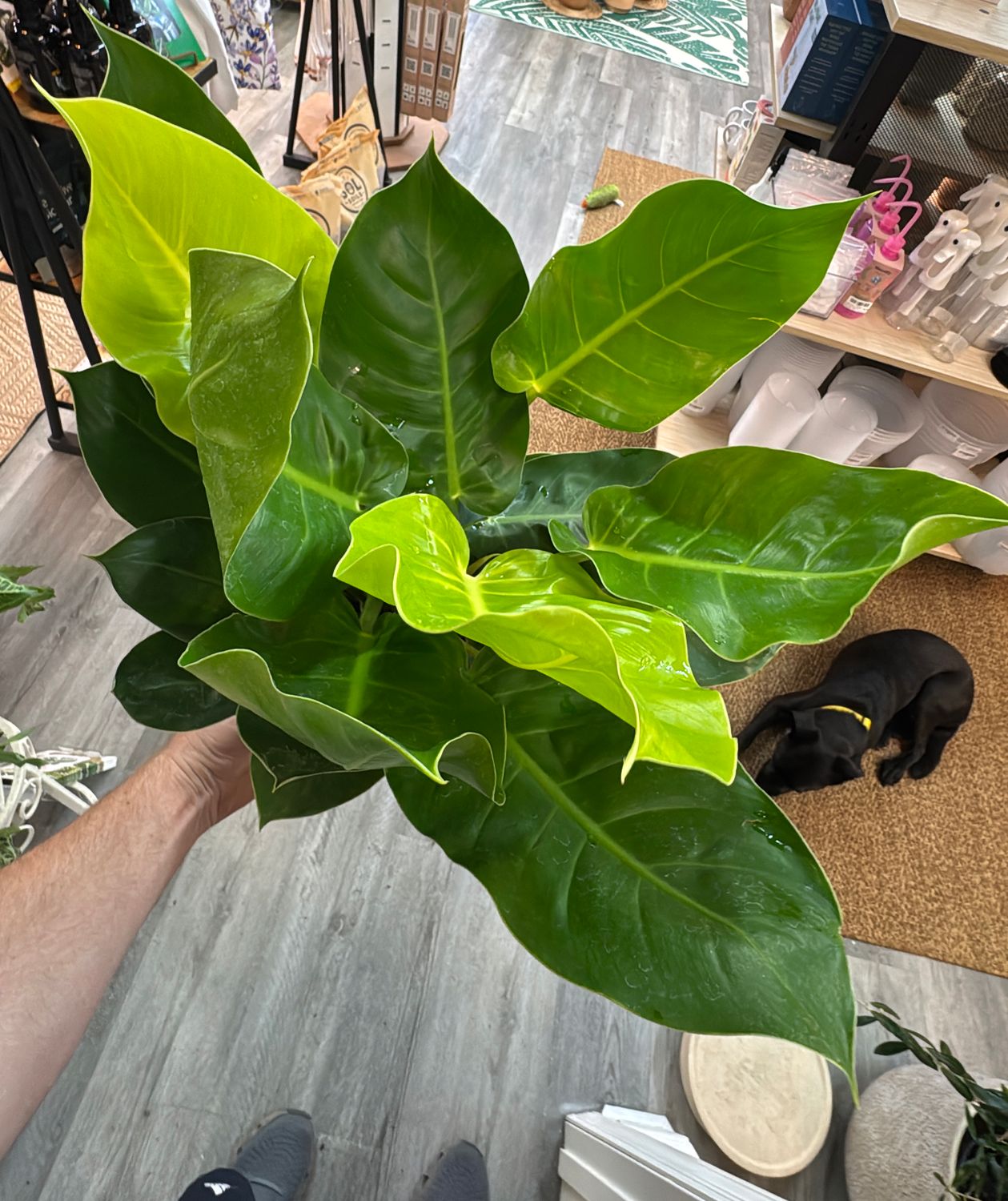8" Philodendron Moonlight