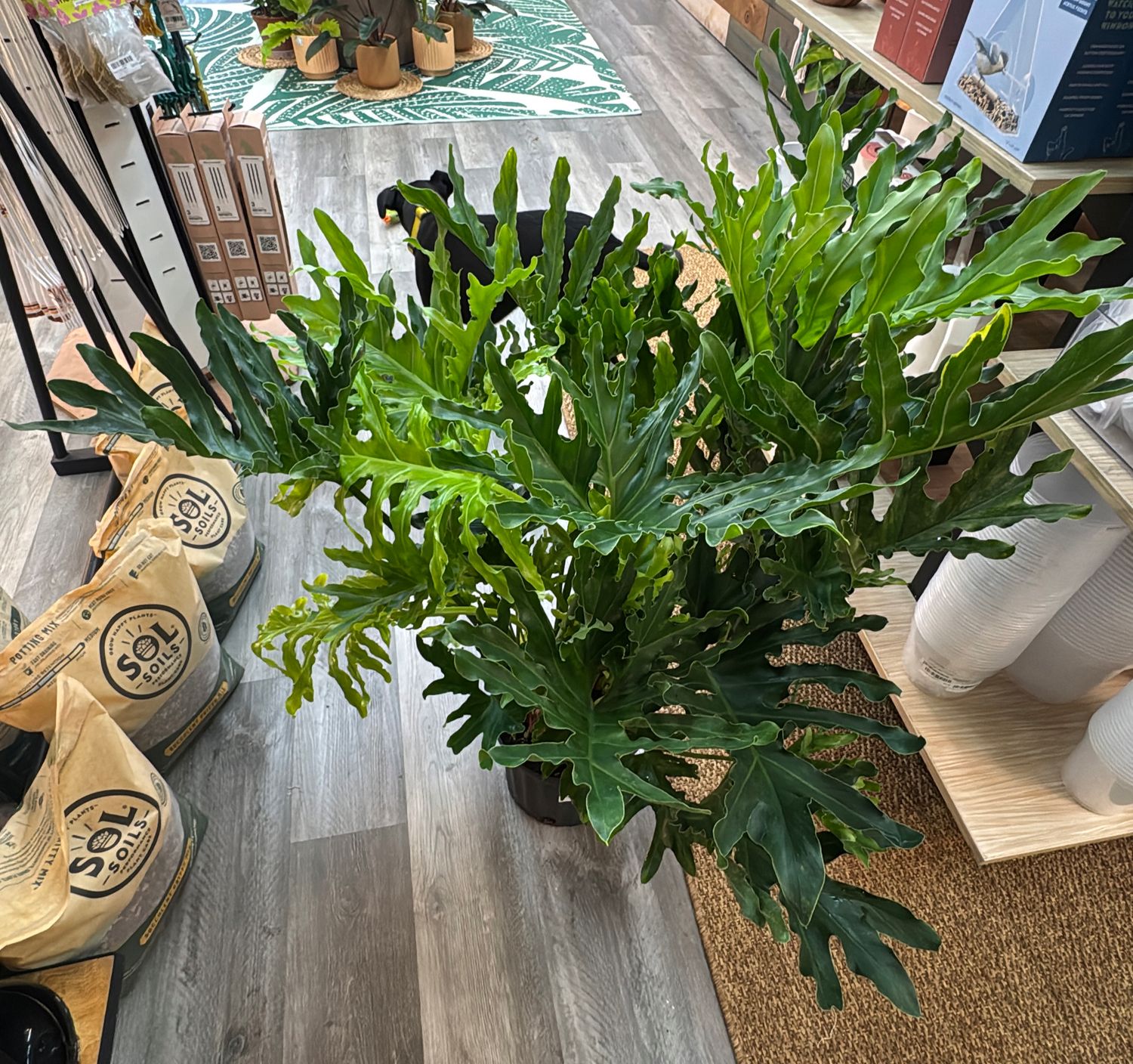 10" Philodendron Selloum