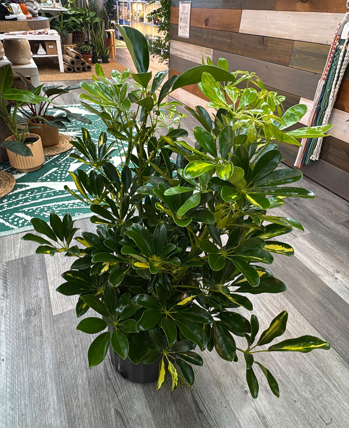 8" Capella Arbicola Bush