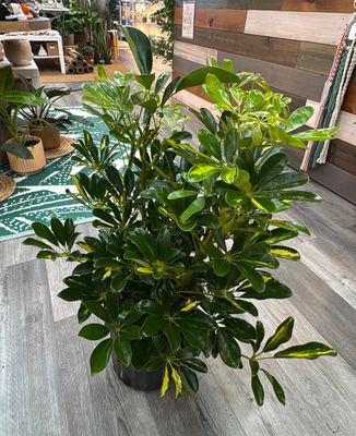 8" Capella Arbicola Bush
