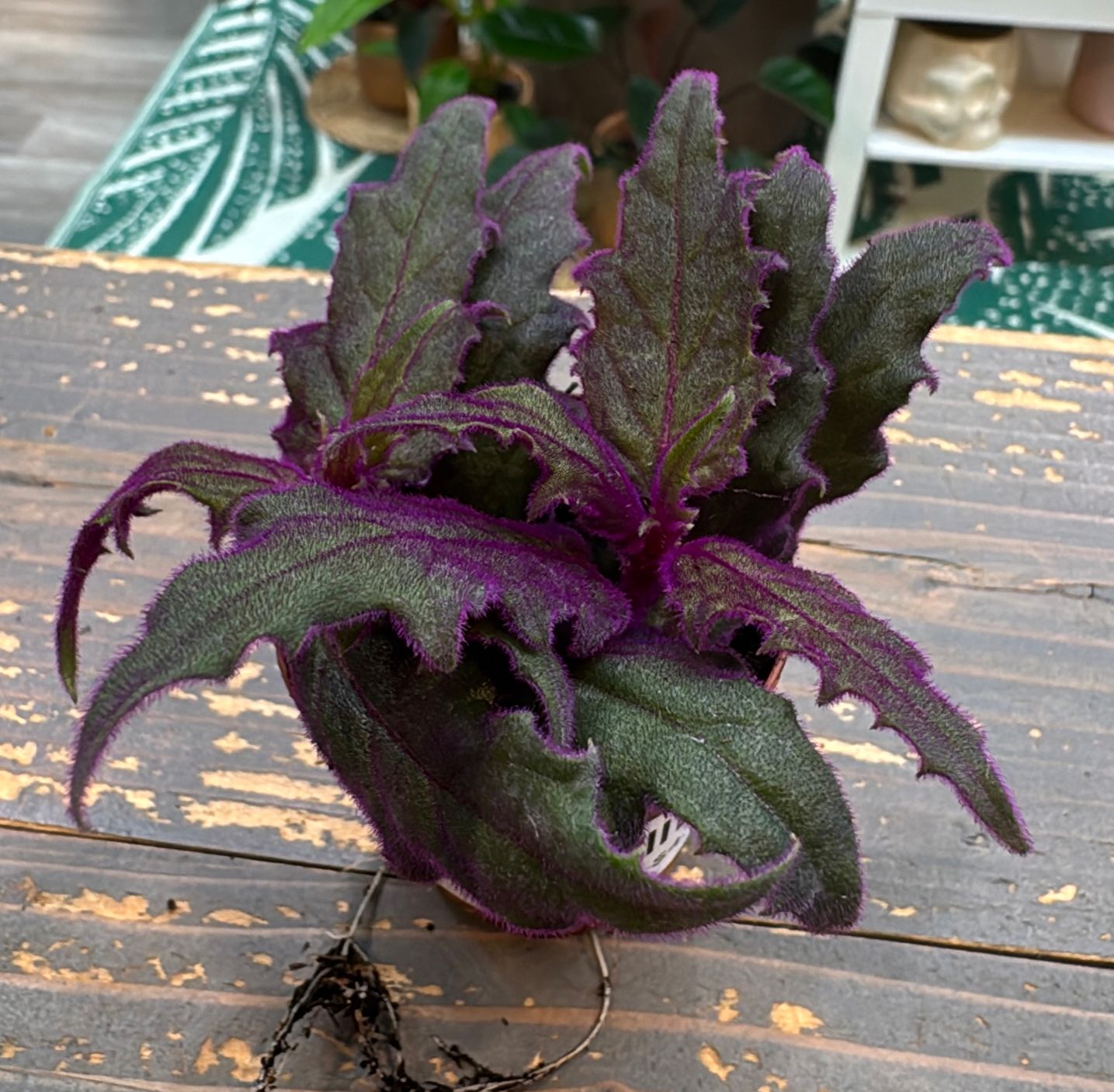 2" Purple Passion Plant