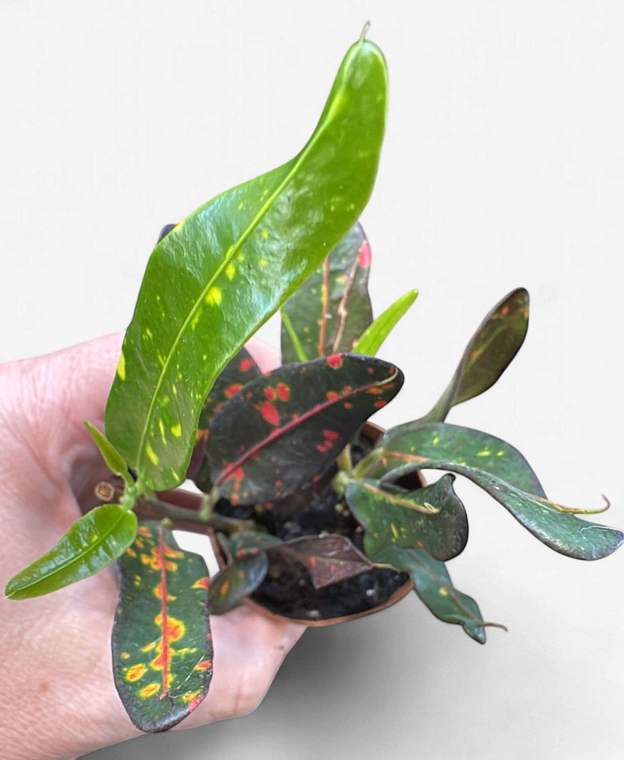 2" Croton