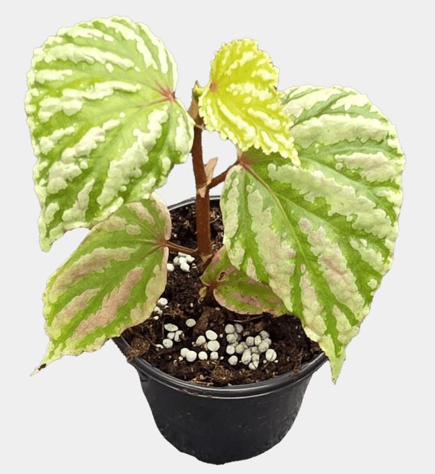 4" Begonia Cream Pink Vein