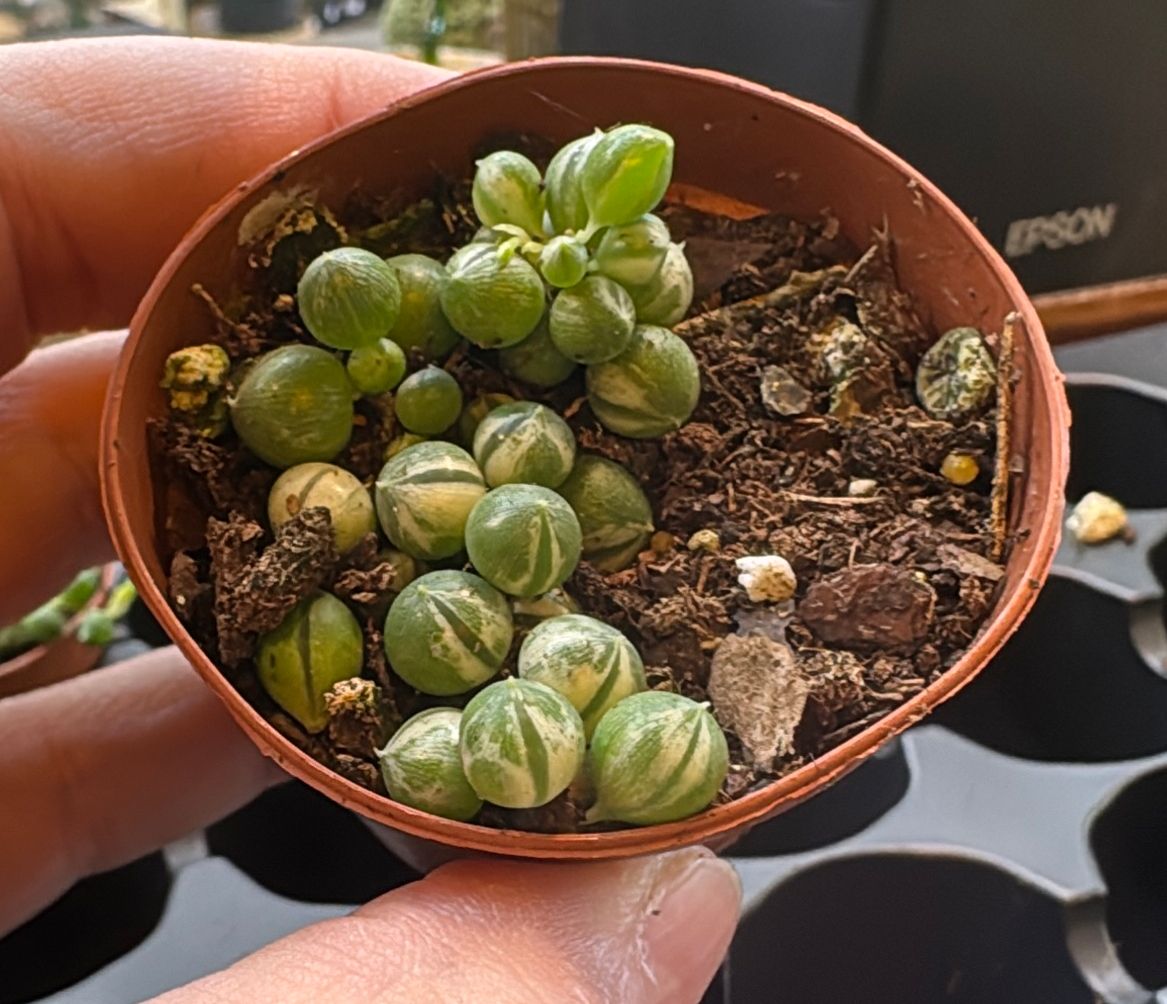 2" String of Pearls Variegated