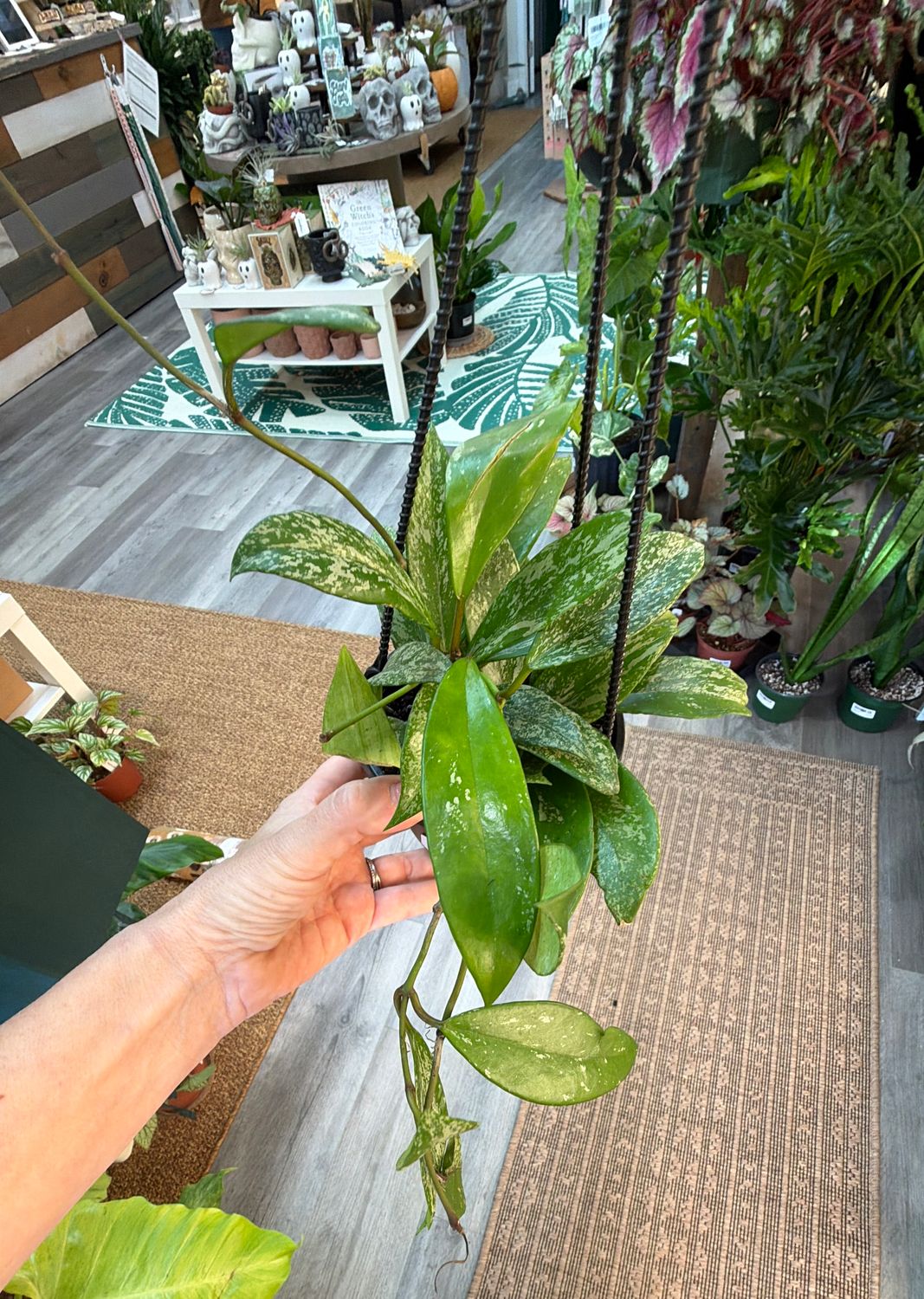 4" Hoya Pubicalyx Silver Spot