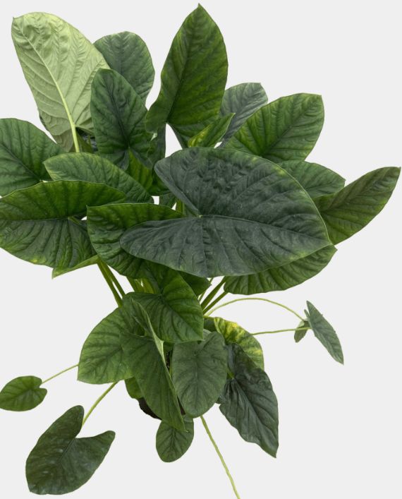 8" Alocasia Lukiwan