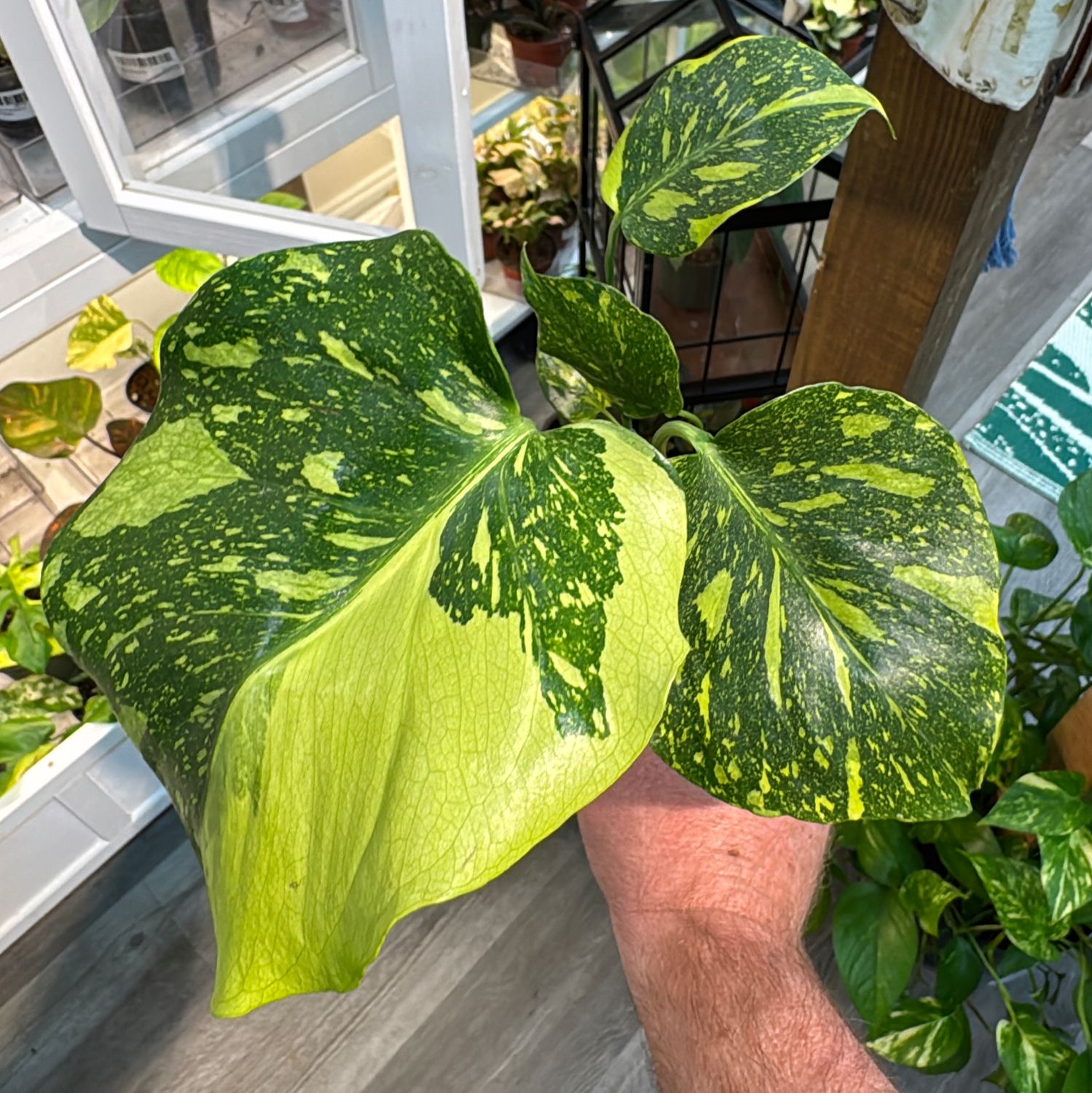 4" Monstera Electrolyte