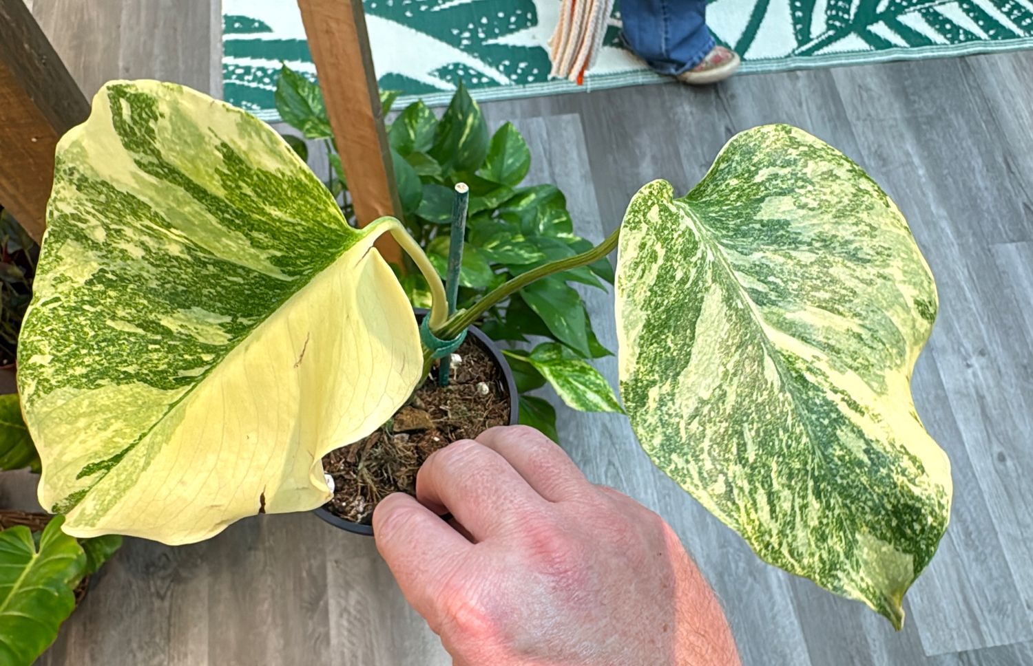4" Monstera Legacy