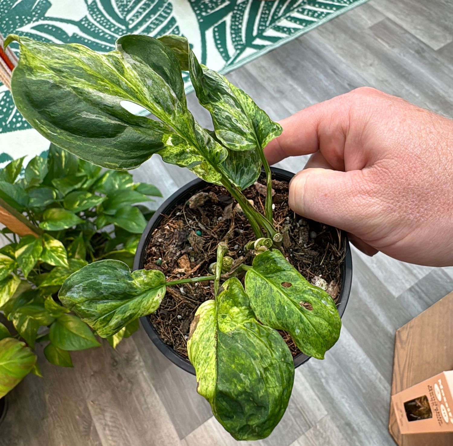 4" Monstera Adansonii Mottled Mint