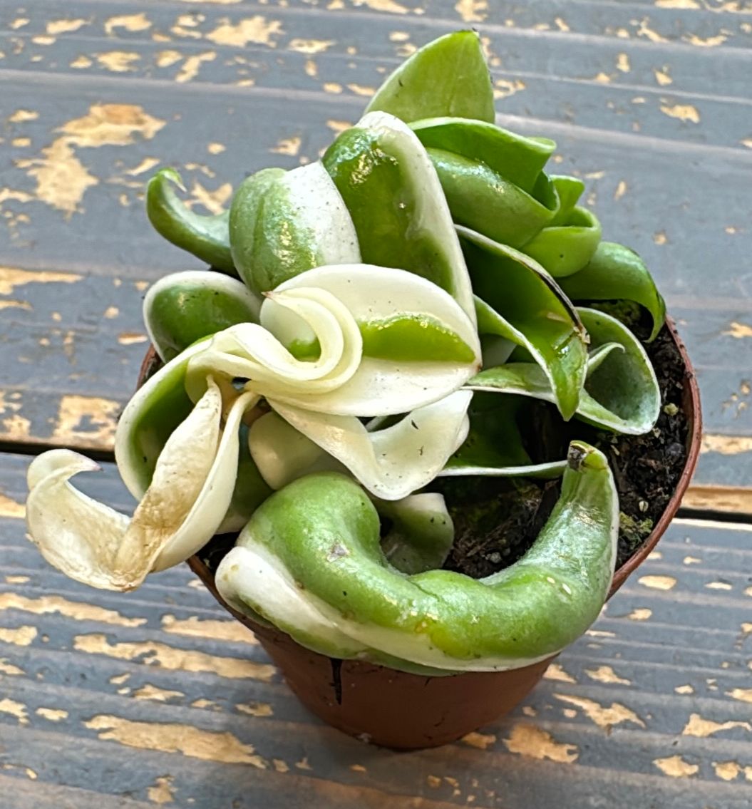 2" Hoya Compacta Variegated (Hindu Rope)