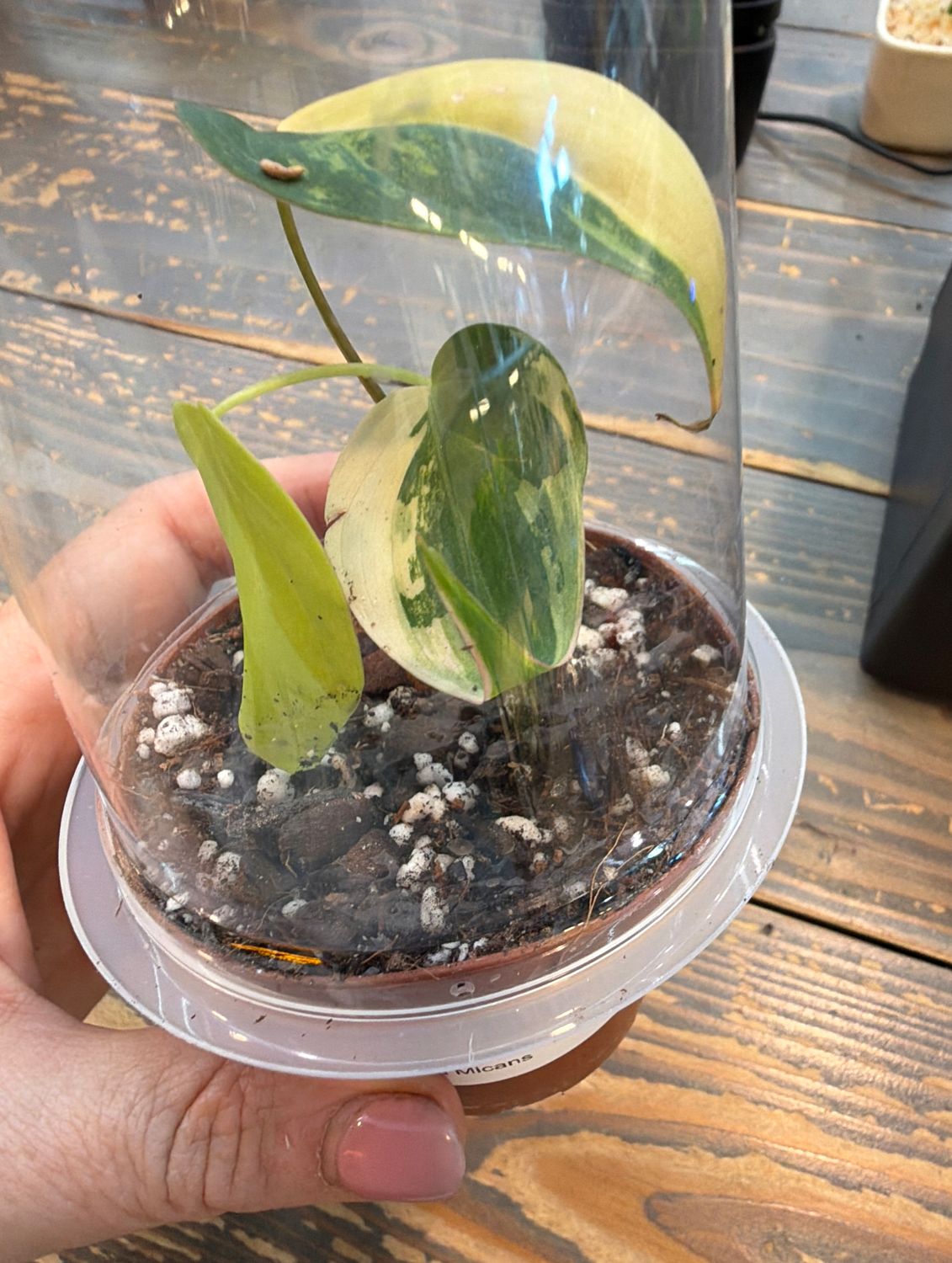 3" Philodendron Variegated Micans