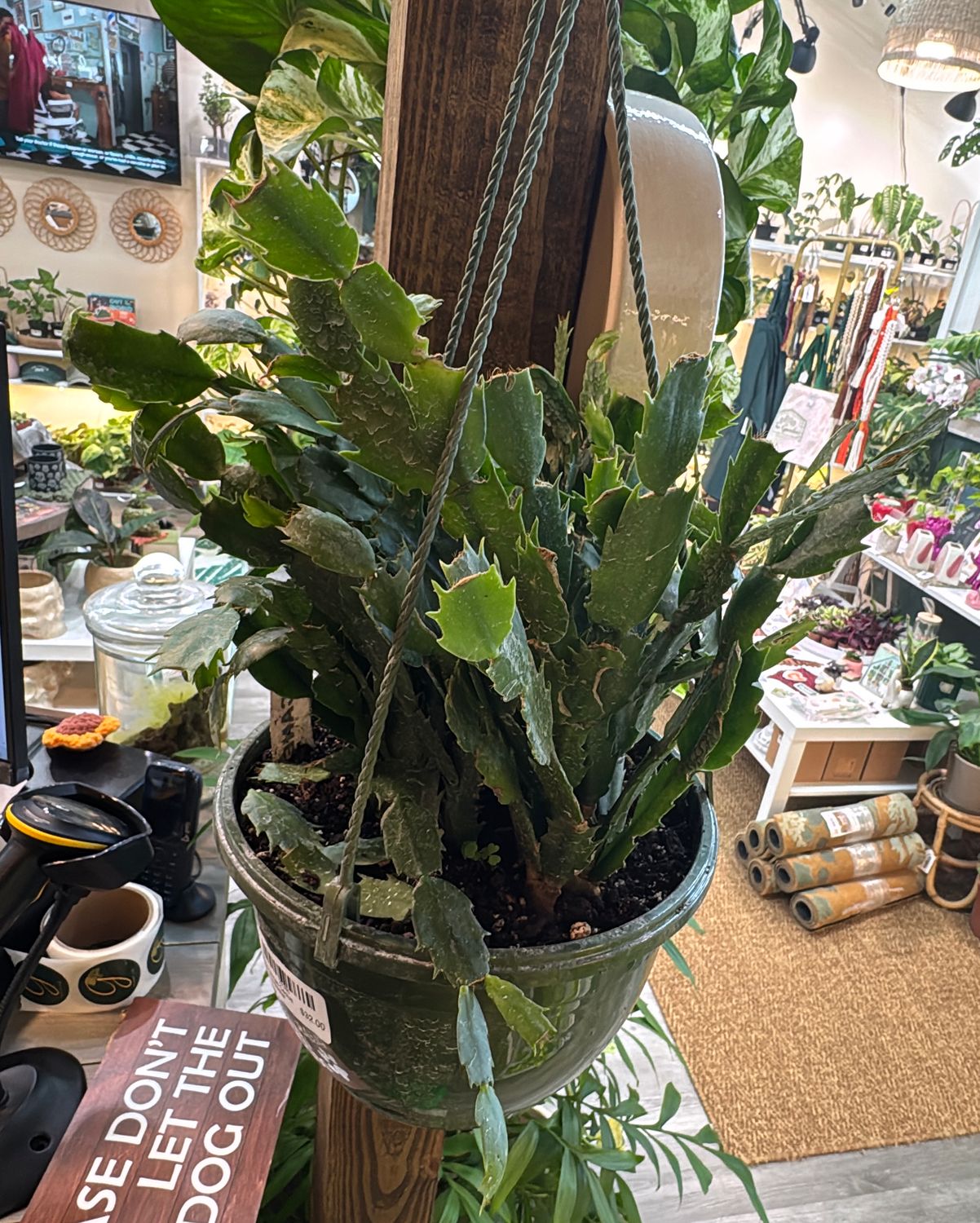 8" Christmas Cactus Hanging Basket