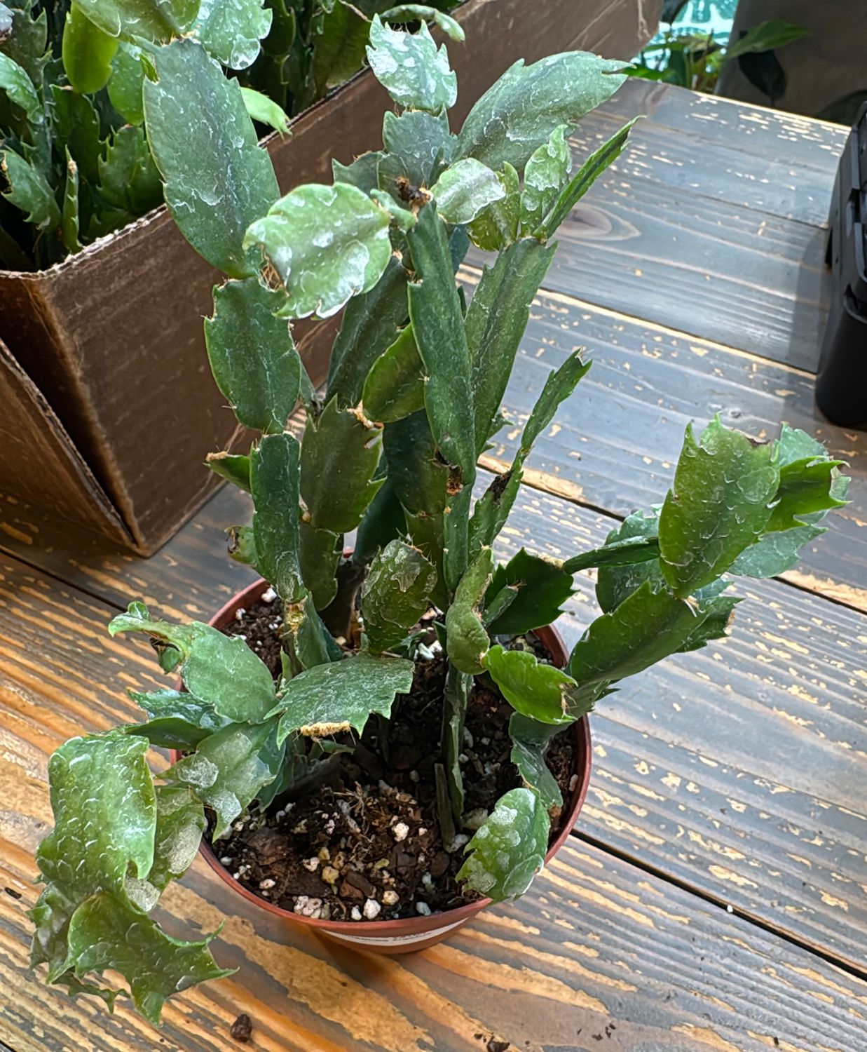 4" Christmas Cactus