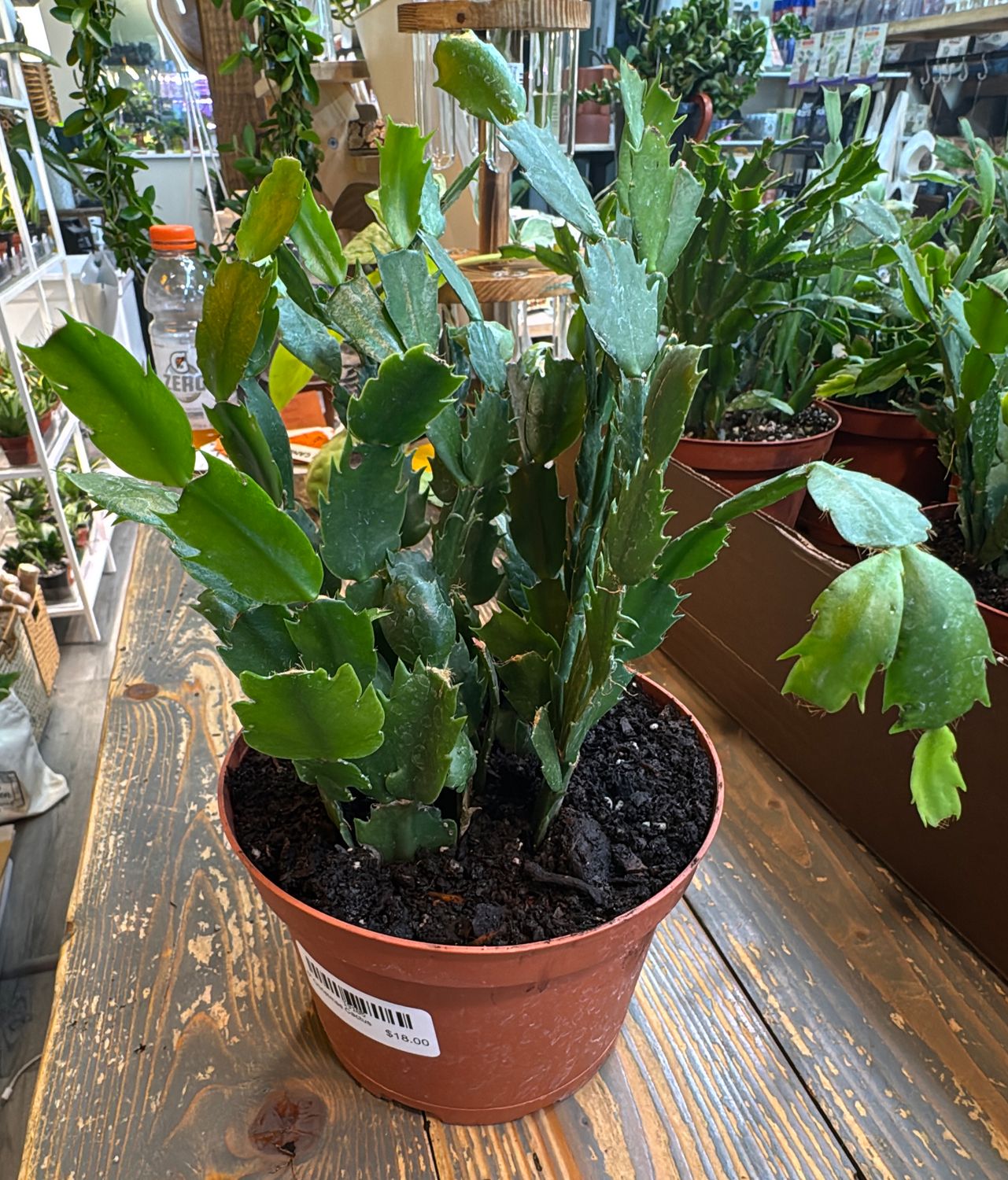6" Christmas Cactus
