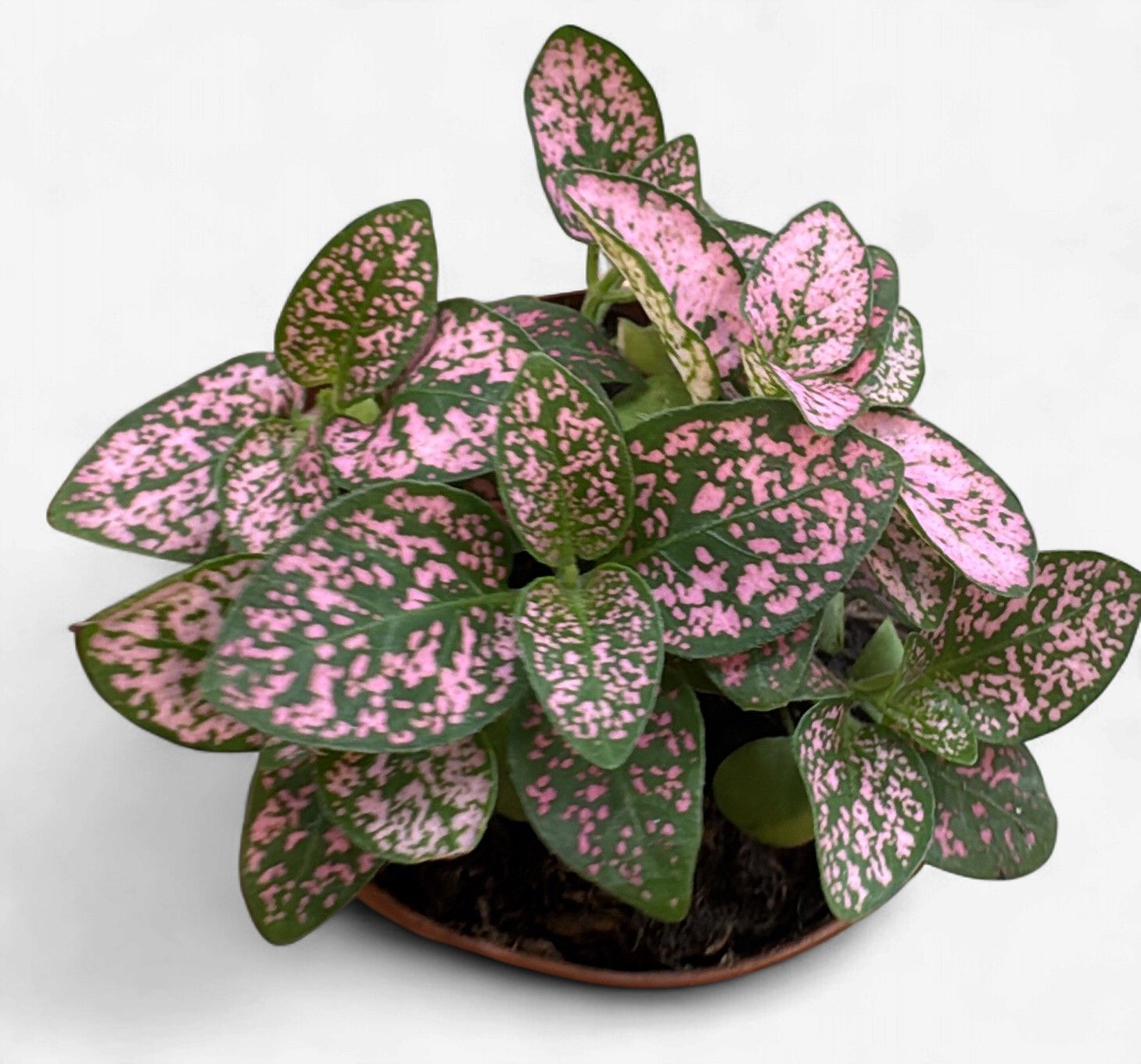 2" Hypoestes Pink (Polka Dot Plant)