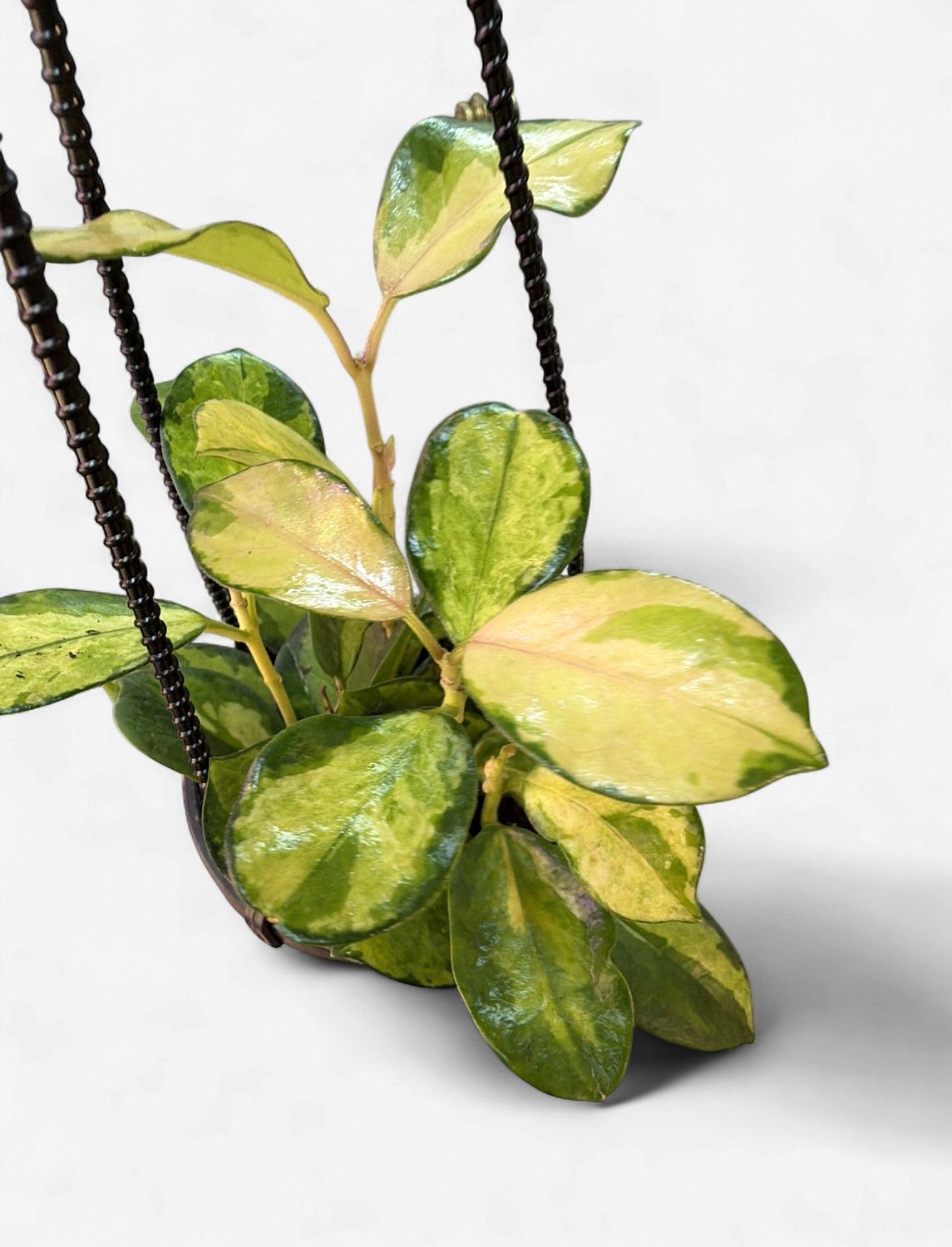 4" Hoya Australis Lisa Hanging Basket