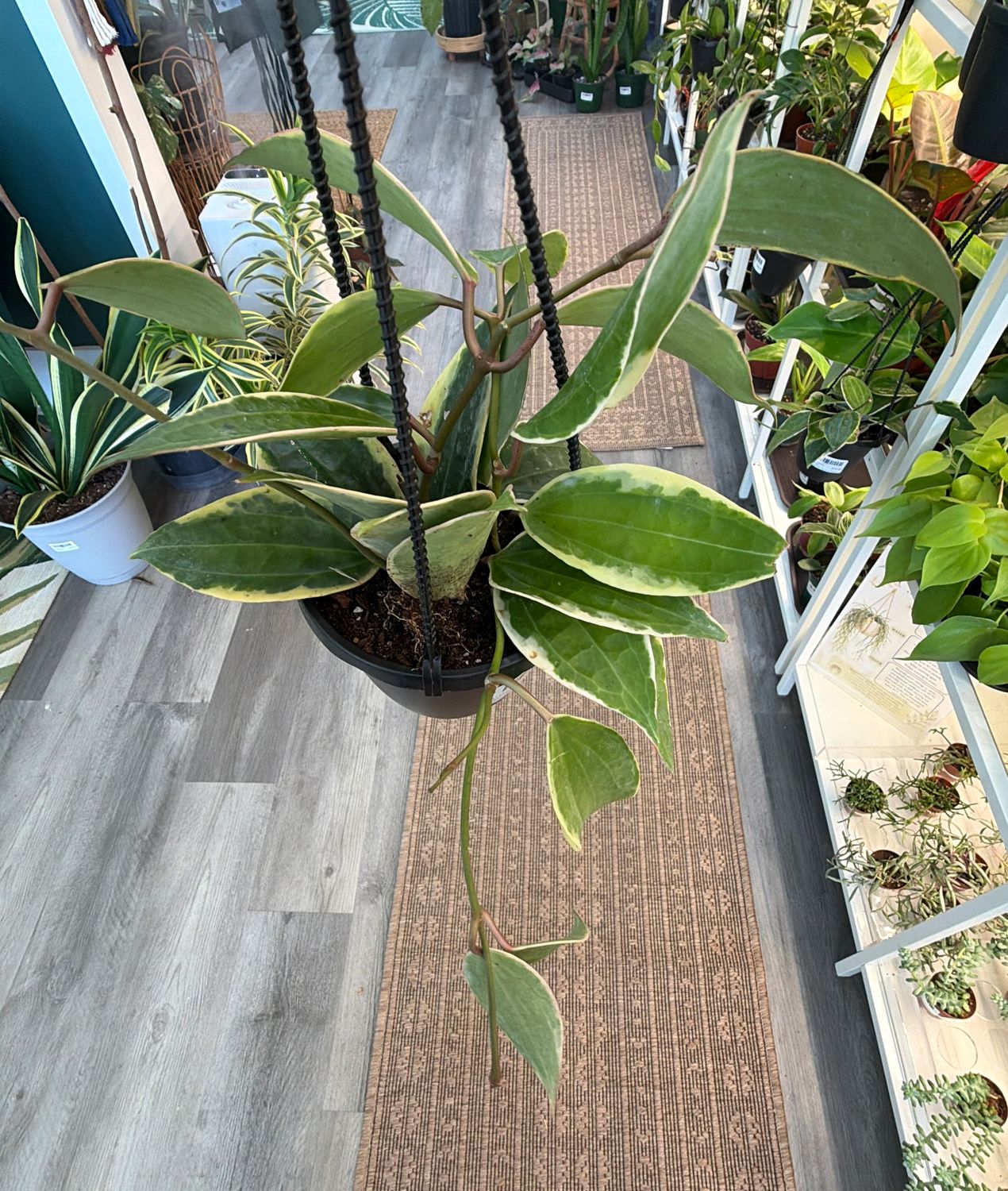 4" Hoya Latifolia Macrophylla Albomarginata Hanging Basket