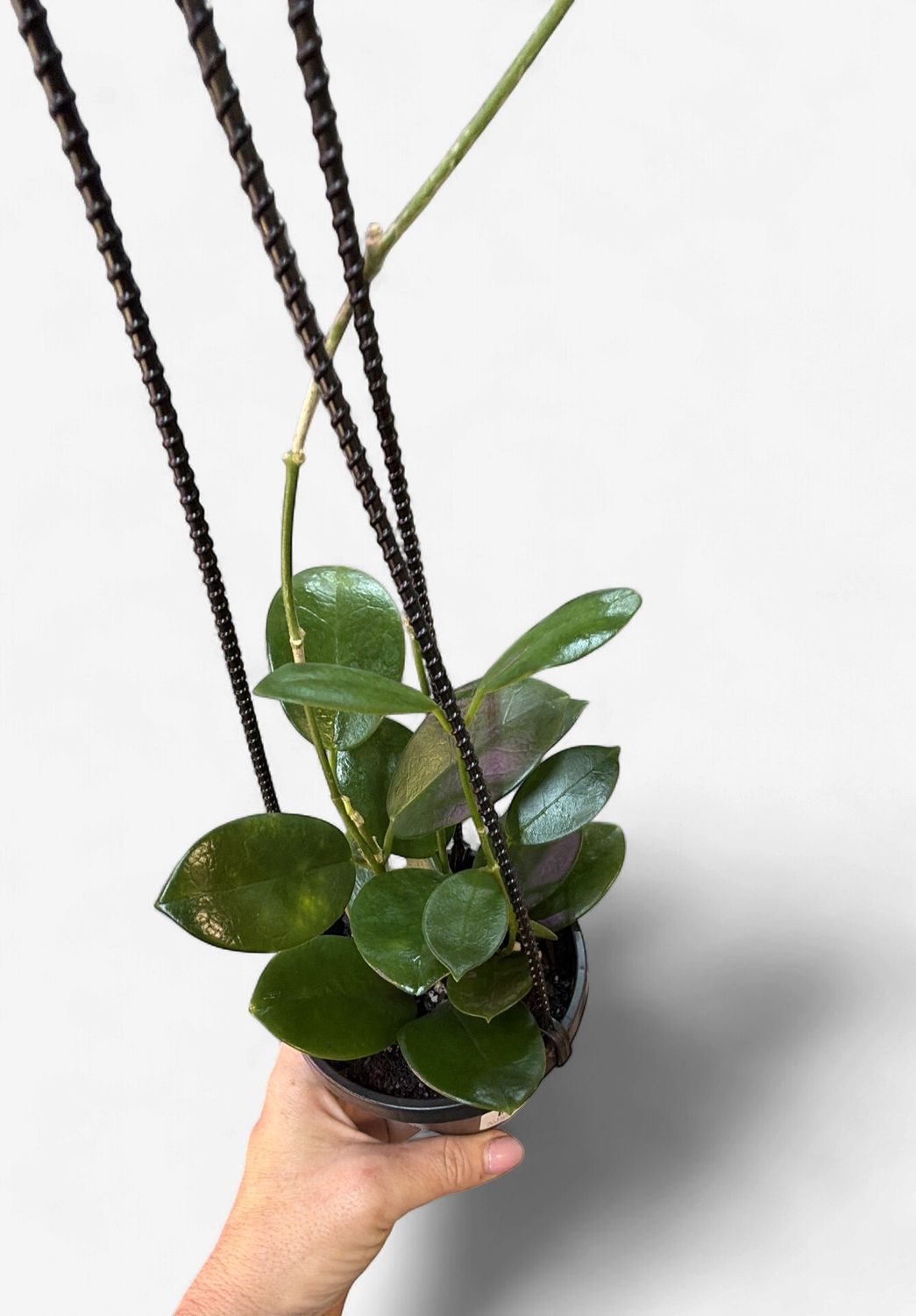 4" Hoya Australis Hanging Basket