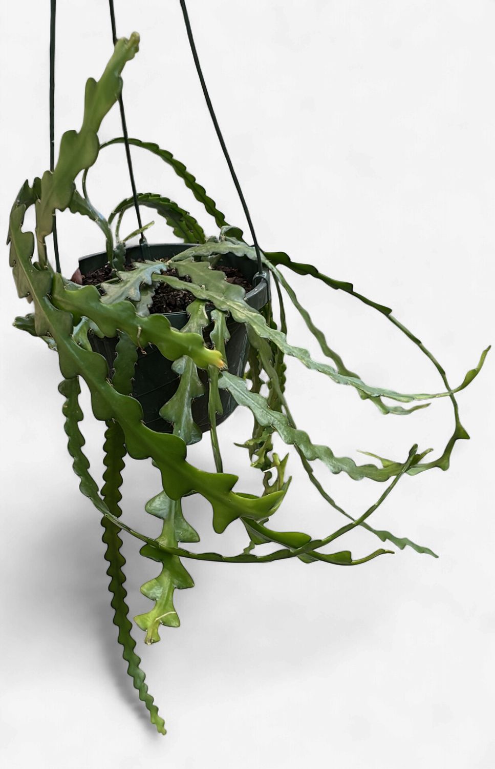 8" Fishbone Cactus
