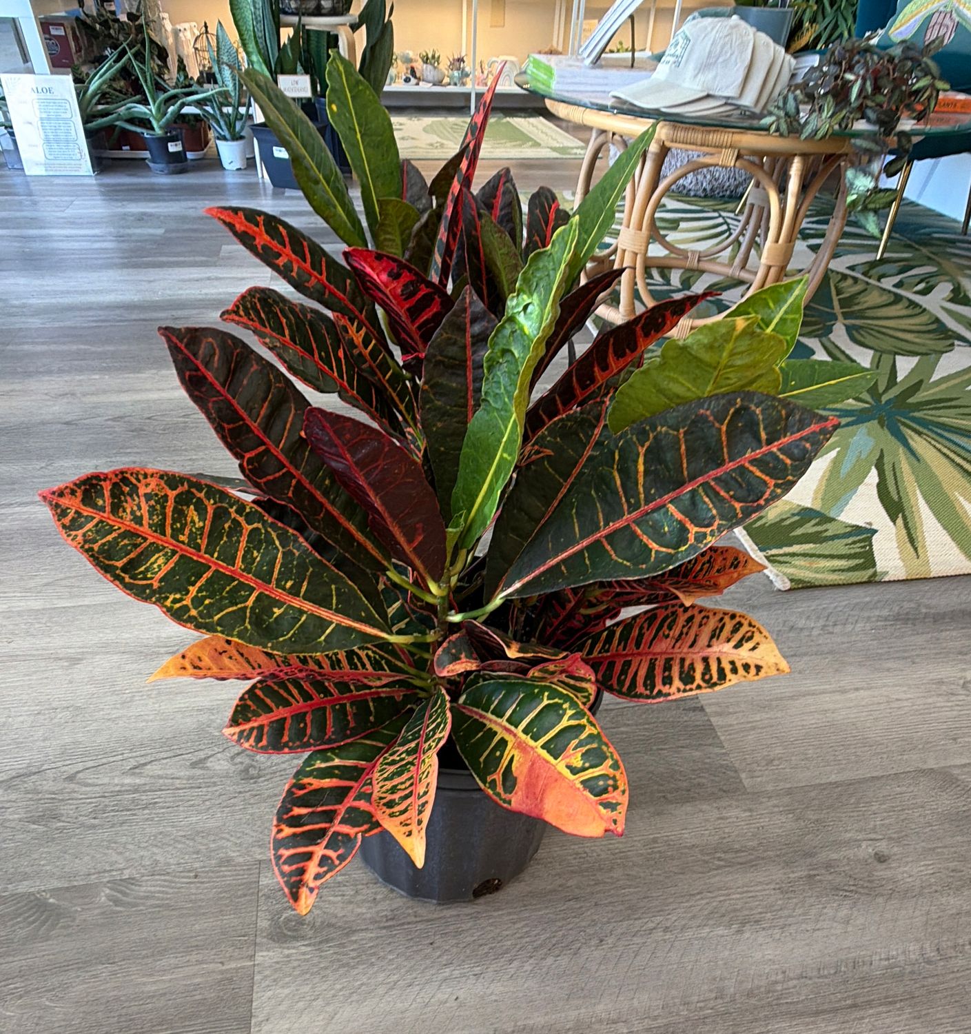 8" Croton Petra