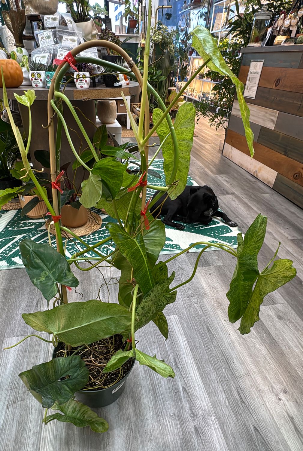 10" Philodendron Paraiso Verde Hoop