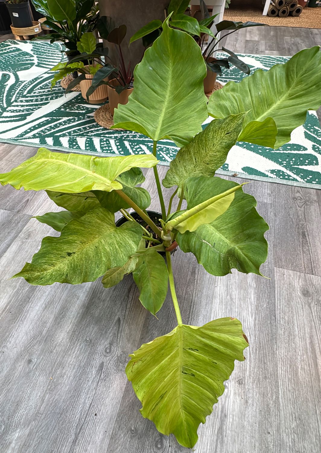 8" Philodendron Snowdrift