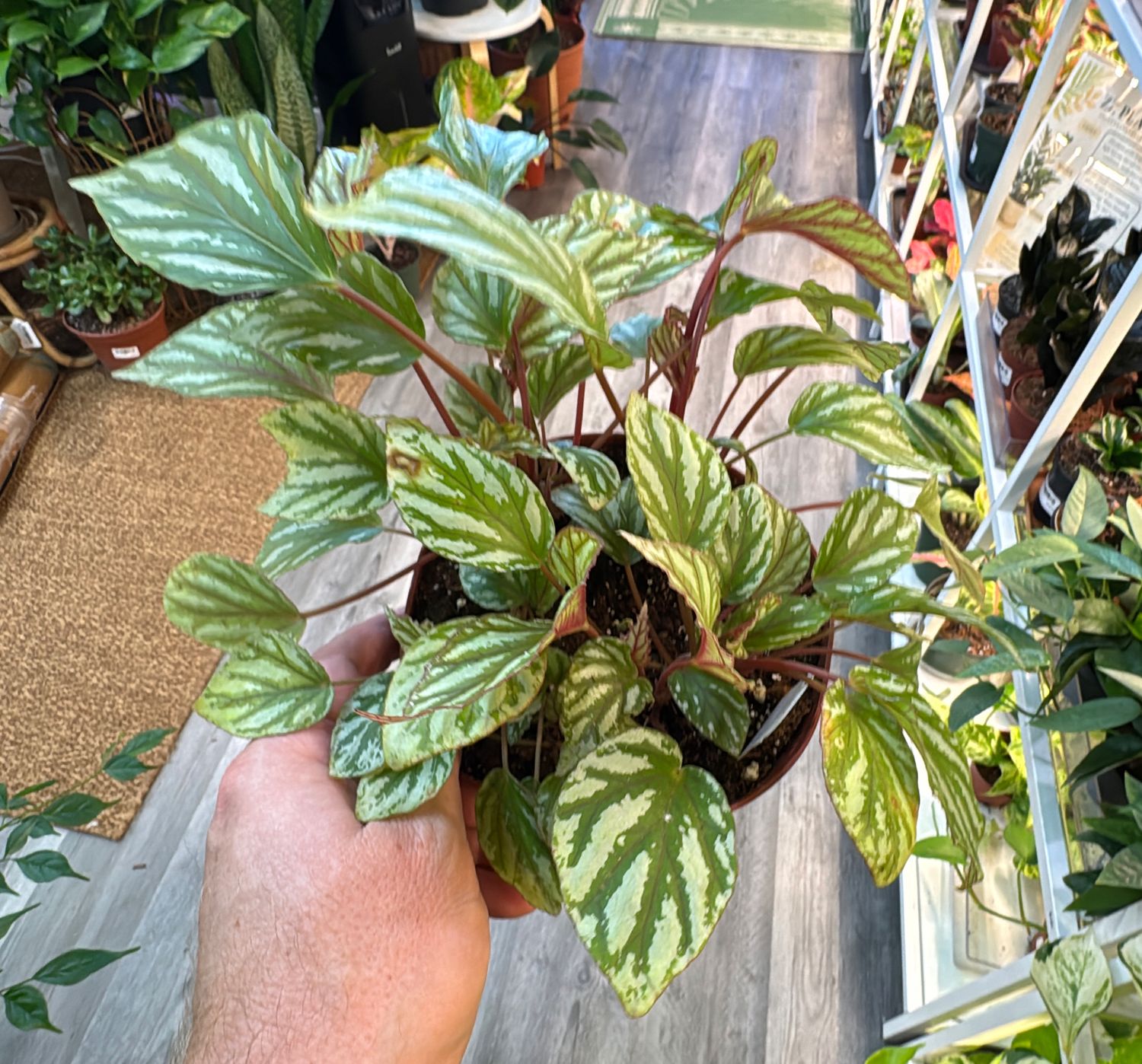 6" Begonia U604