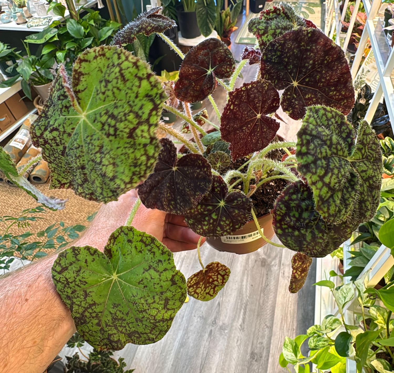 6" Begonia Linda Evans