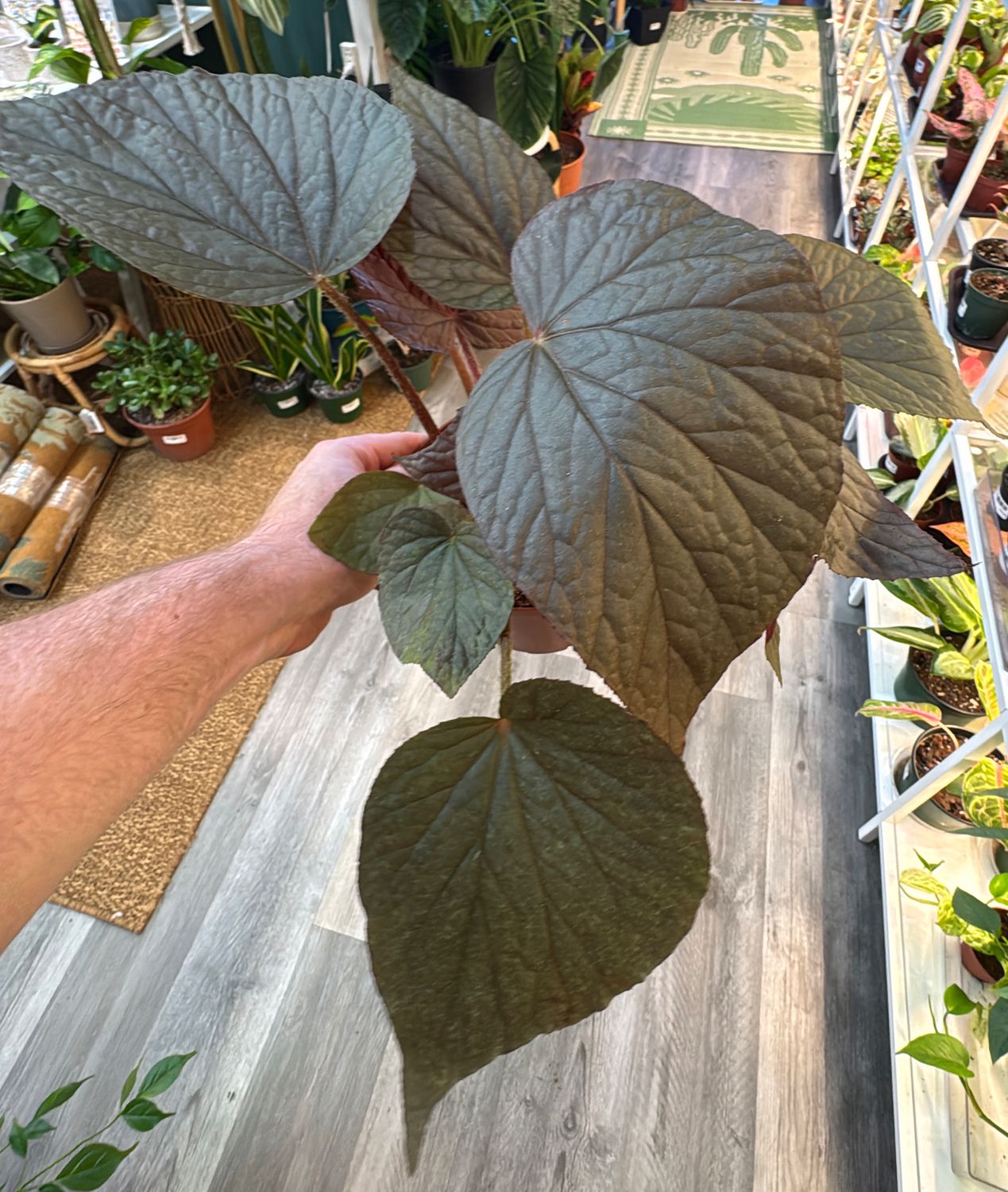 6" Begonia U508