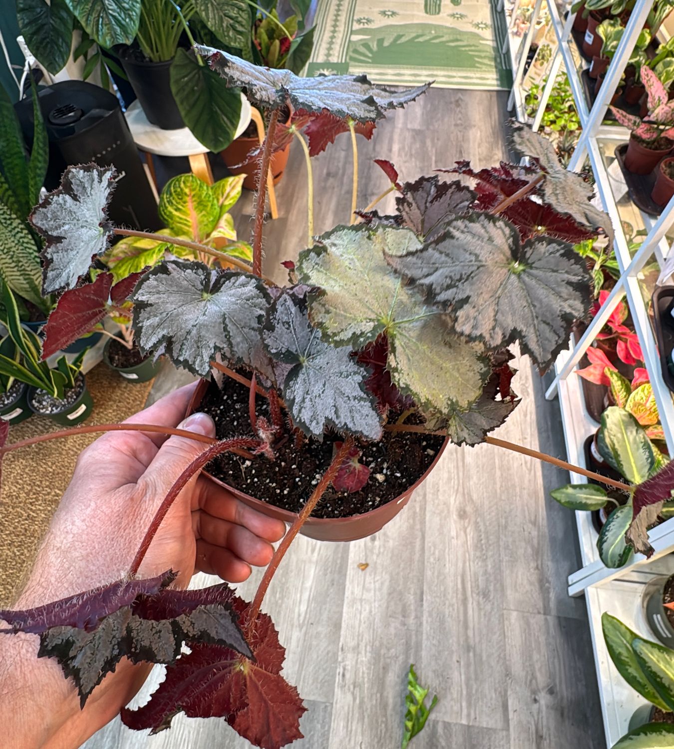 6" Begonia Sierra Silver