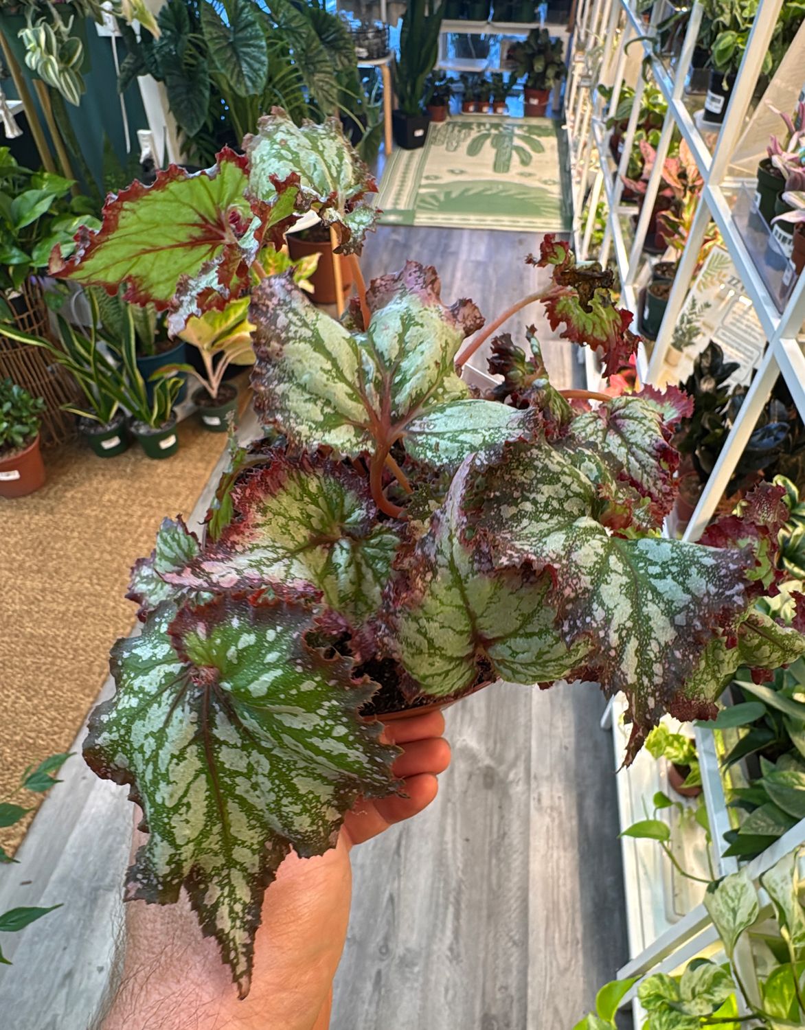6" Begonia Dragon's Tail