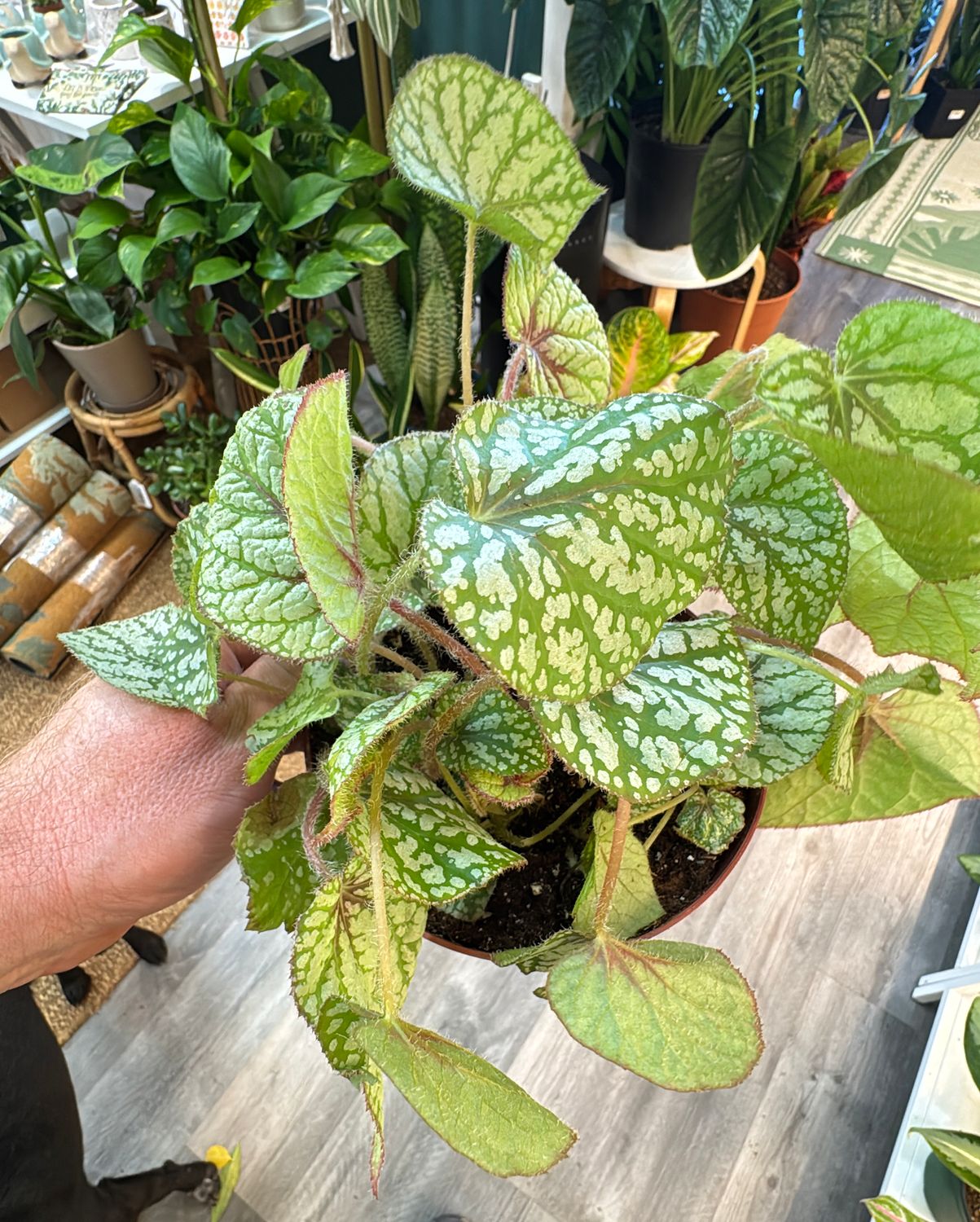 6" Begonia U309