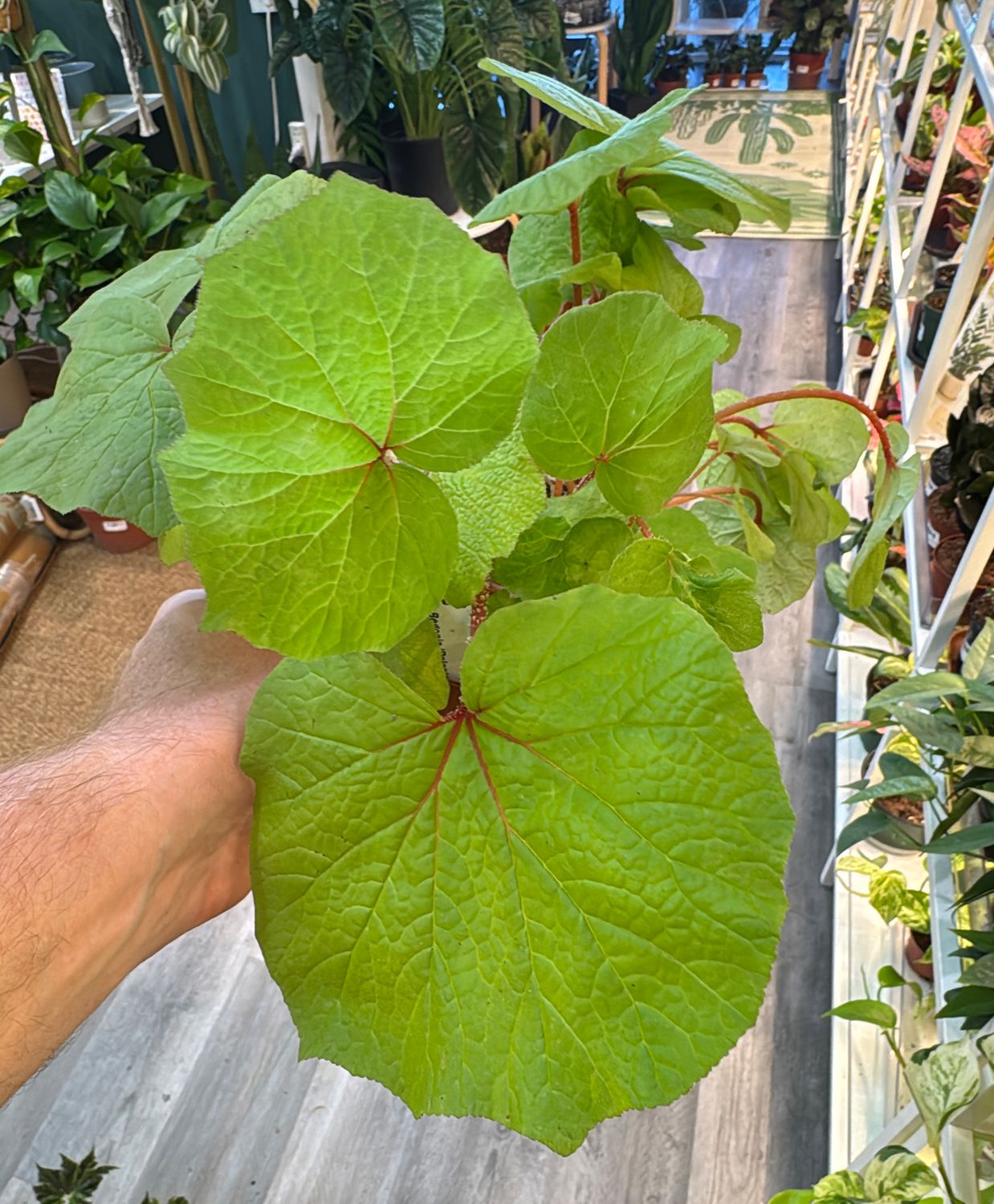 6" Begonia Paleata