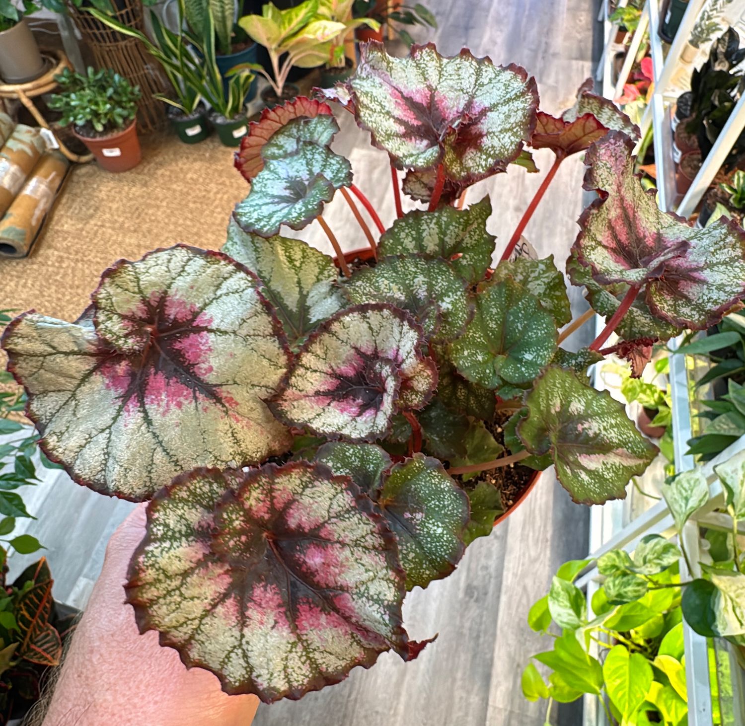 6" Begonia Marge Hendon