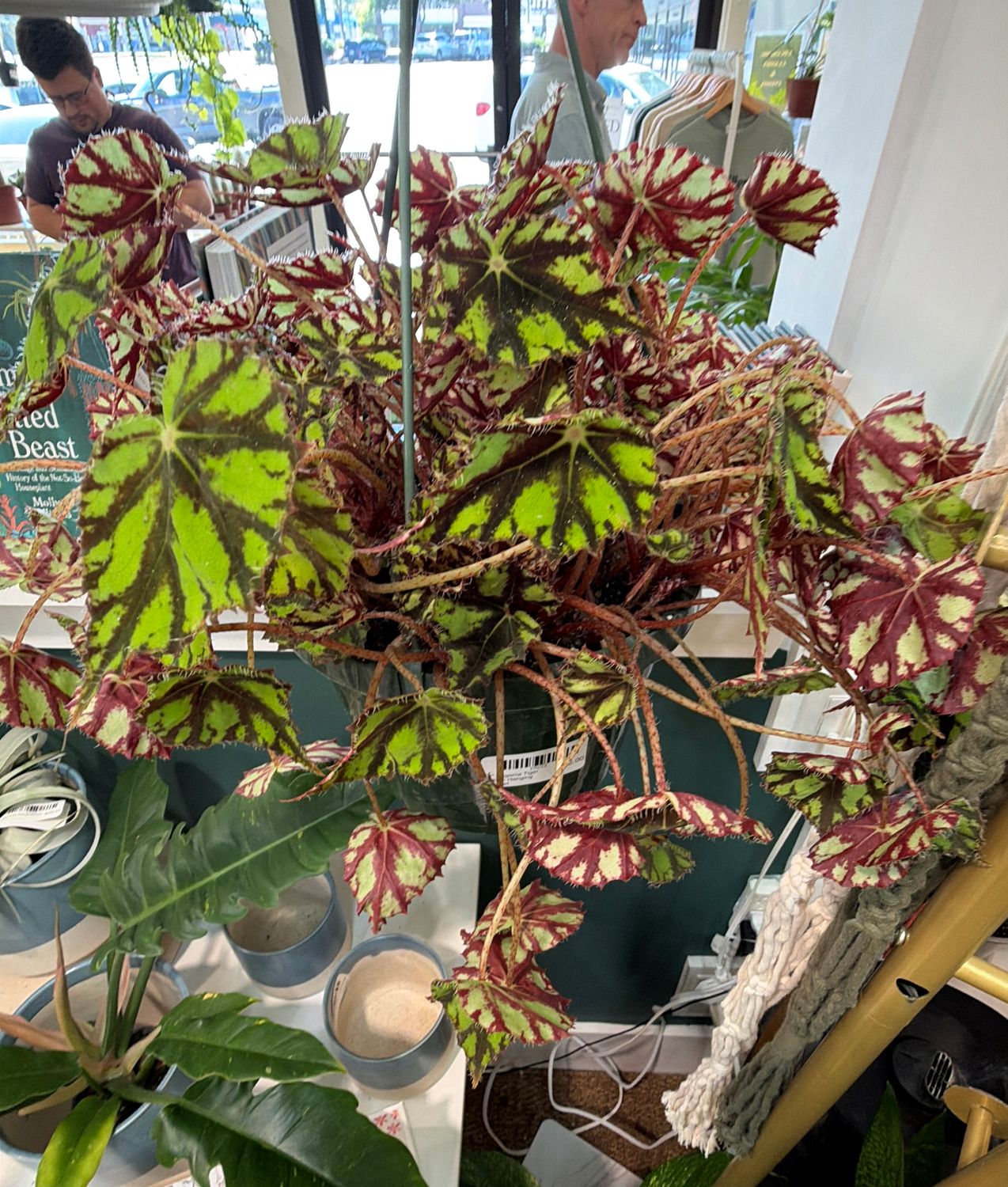8" Begonia Tiger Kitten Hanging Basket