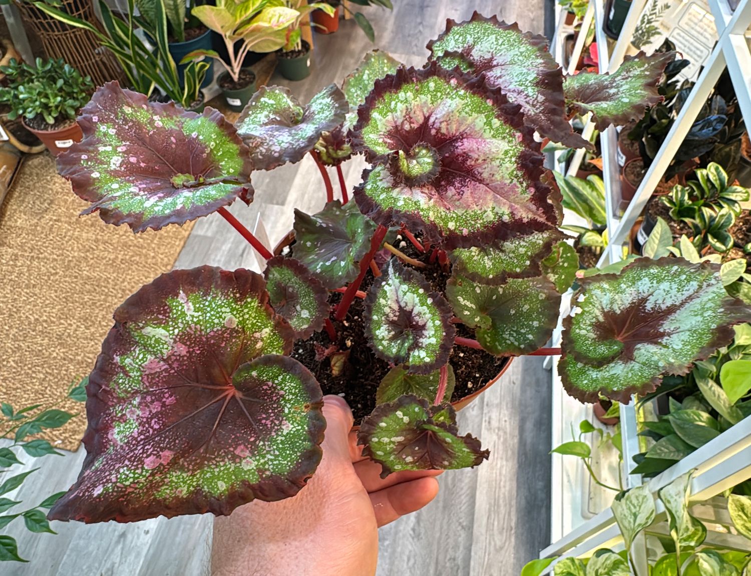 6" Begonia Harmony's Heartbreaker